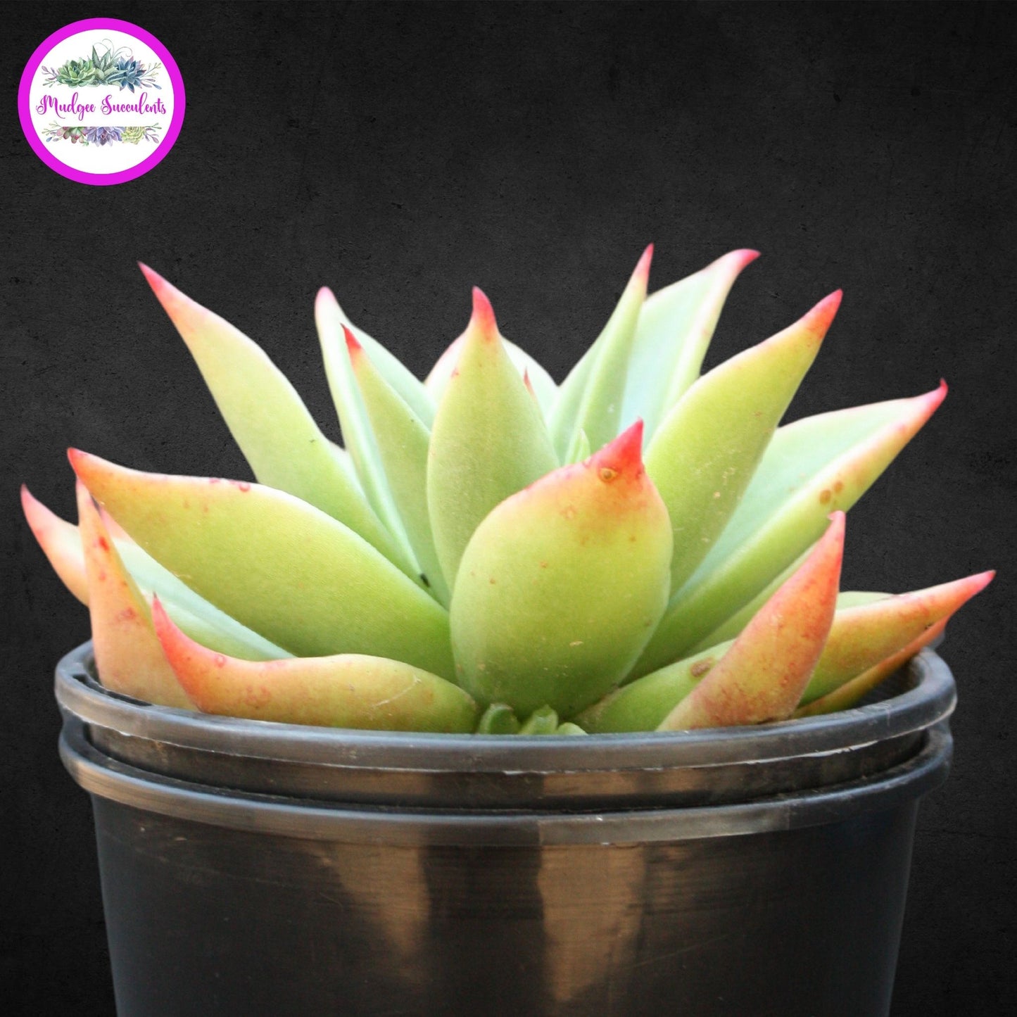 Succulent Plant - Echeveria 'Martin' - Mudgee Succulents Online Shop