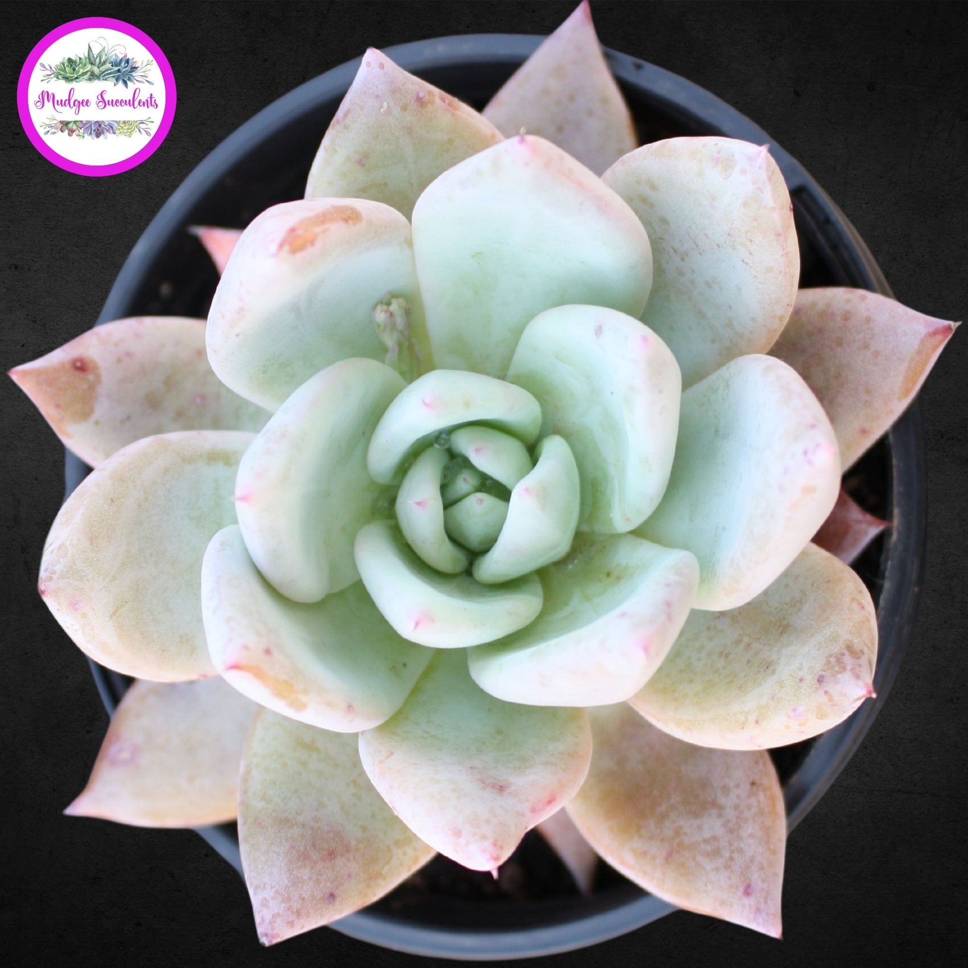 Succulent Plant - Echeveria 'Mexican Giant' - Mudgee Succulents Online Shop