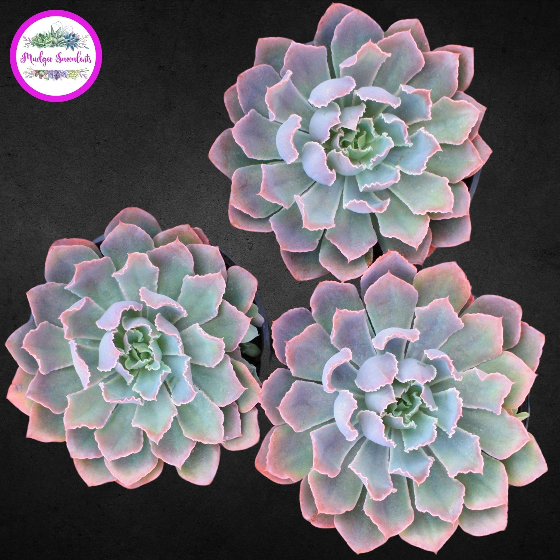 neon succulents Echeveria 'Neon Breakers' | Mudgee Succulents