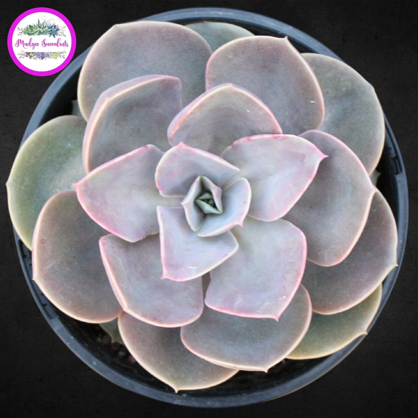 Succulent Plant - Echeveria 'Perle von Nurnberg’ - Mudgee Succulents Online Shp