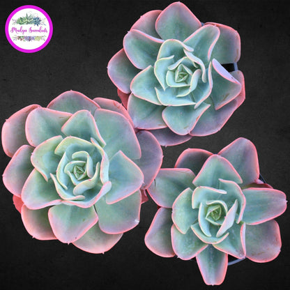 Succulent Plant - Echeveria 'Pink Edge' - Mudgee Succulents Online Shop