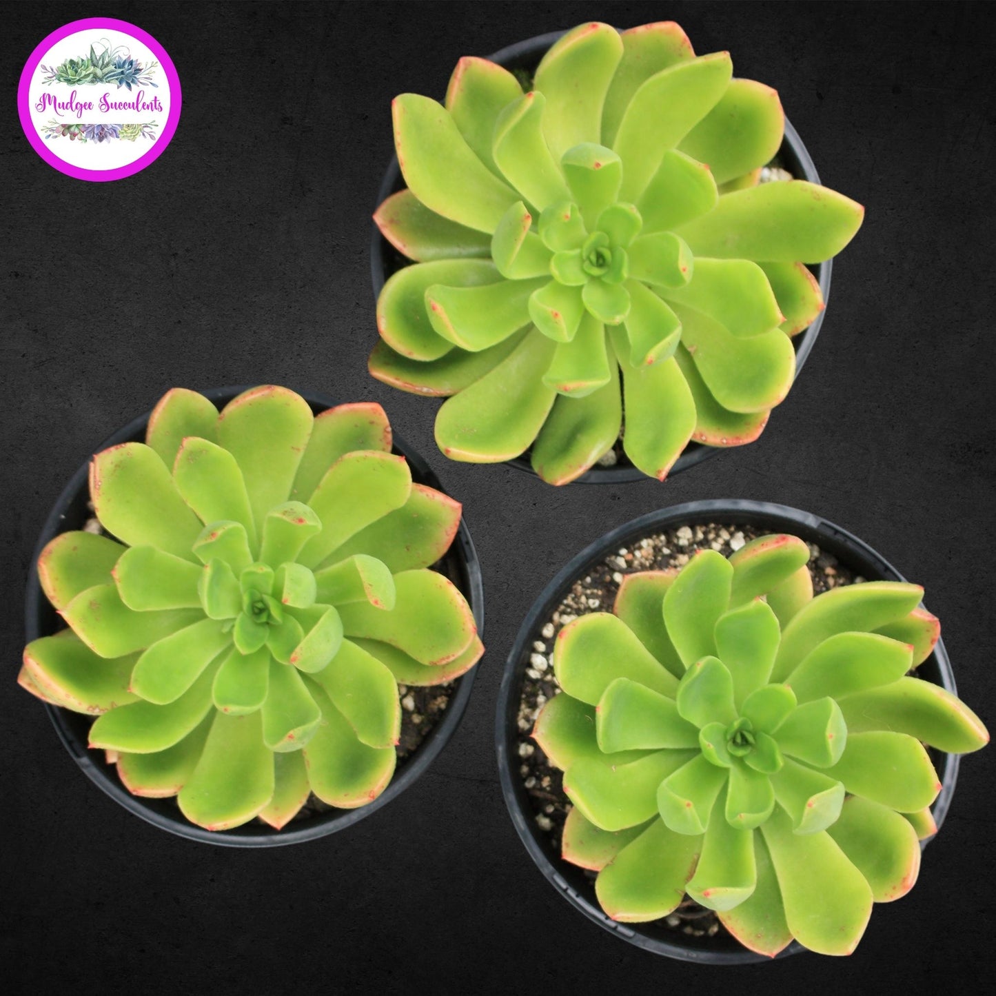 Succulent Plant - Echeveria ‘Poltava’ - Mudgee Succulents Online Shop