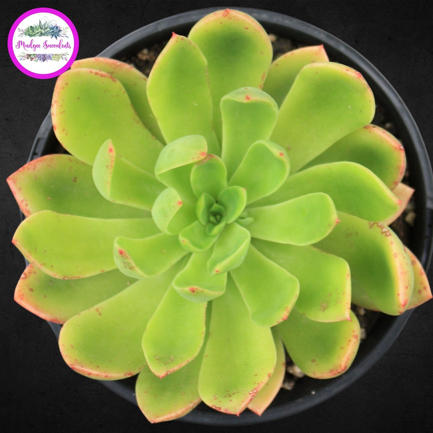 Succulent Plant - Echeveria ‘Poltava’ - Mudgee Succulents Online Shop