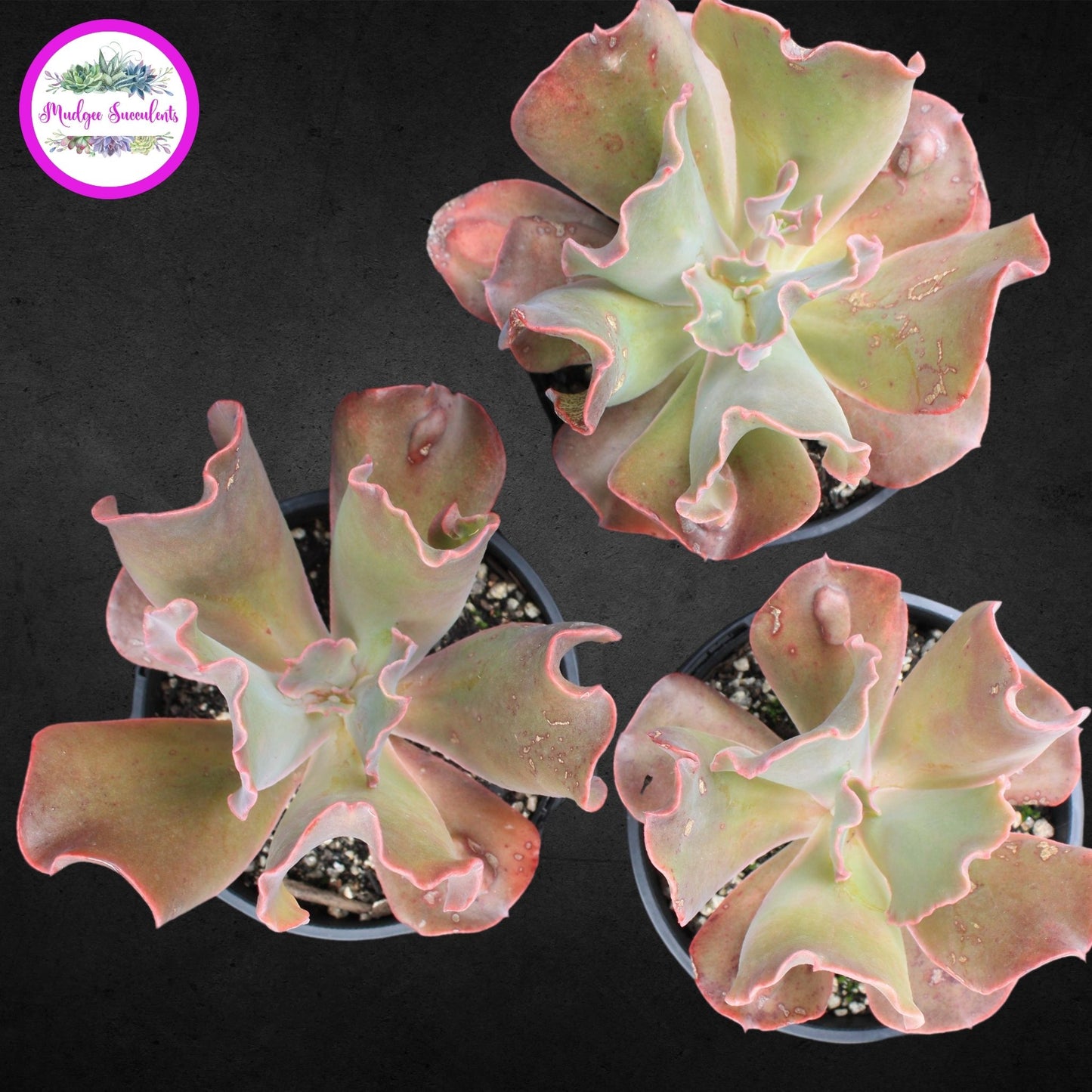 Succulent Plant - Echeveria 'Poro' - Mudgee Succulents Online Shop