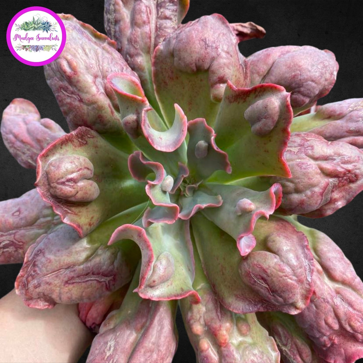 Succulent Plant - Echeveria 'Poro' - Mudgee Succulents Online Shop