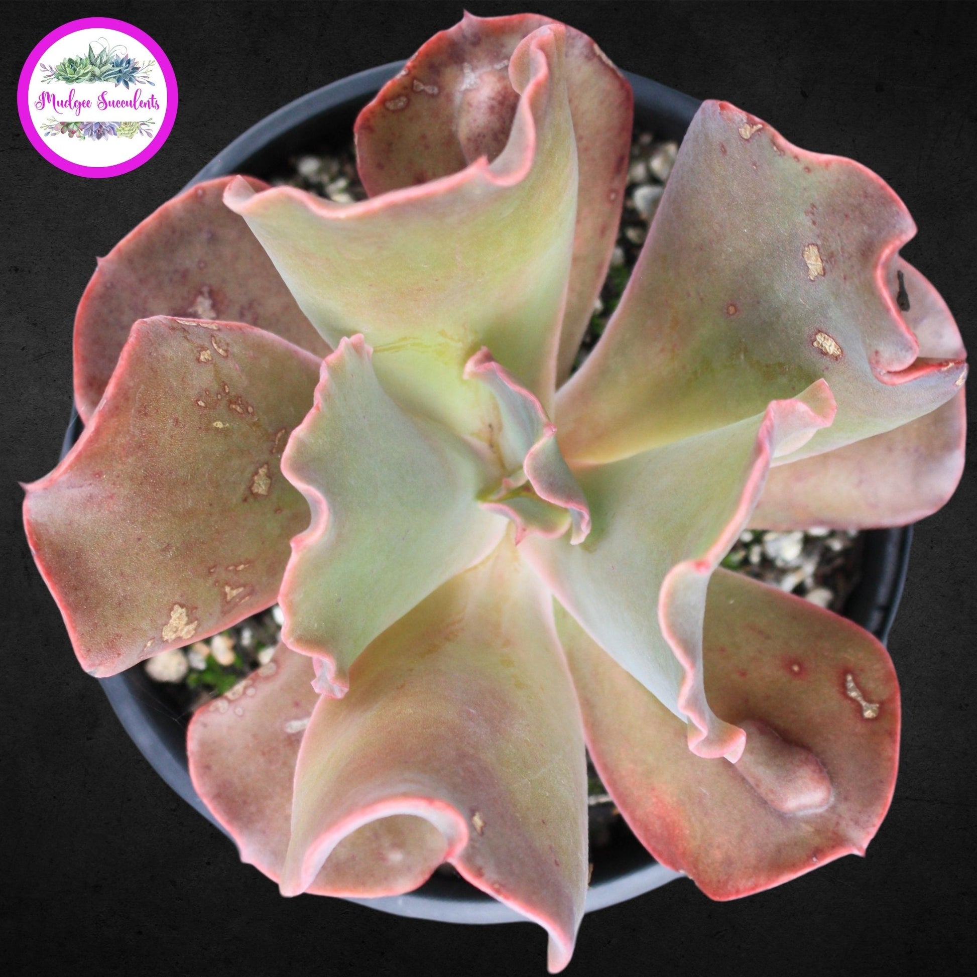 Succulent Plant - Echeveria 'Poro' - Mudgee Succulents Online Shop