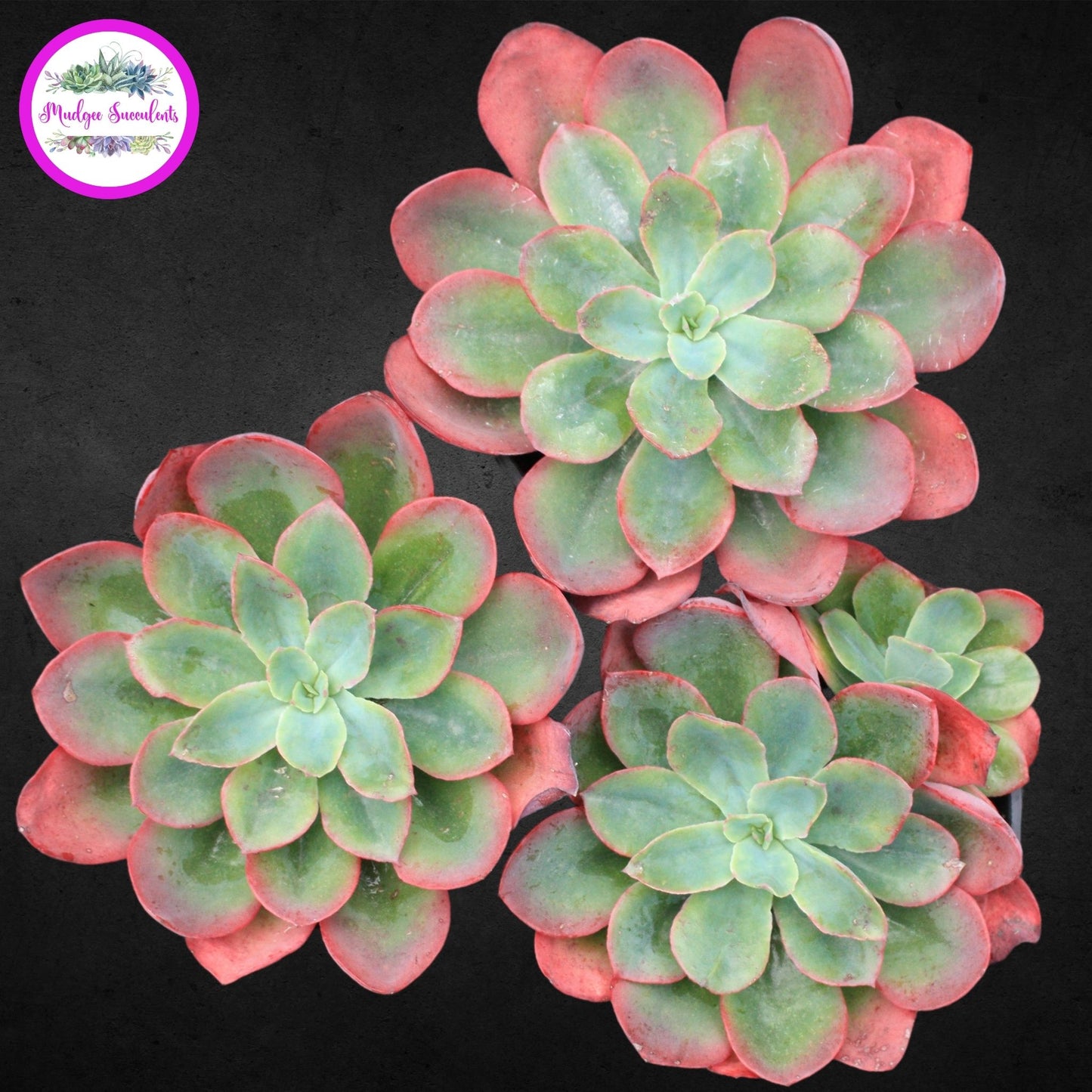 Succulent Plant - Echeveria 'Rainbow Sunset' - Mudgee Succulents Online Shop