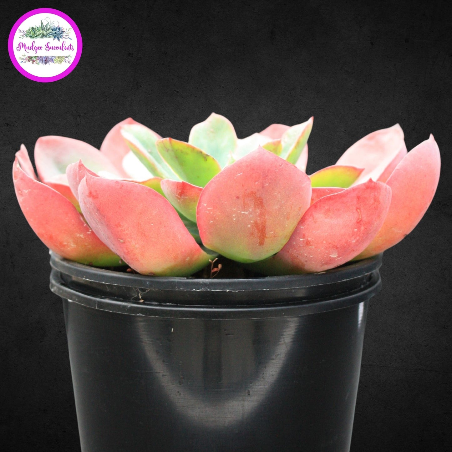 Succulent Plant - Echeveria 'Rainbow Sunset' - Mudgee Succulents Online Shop