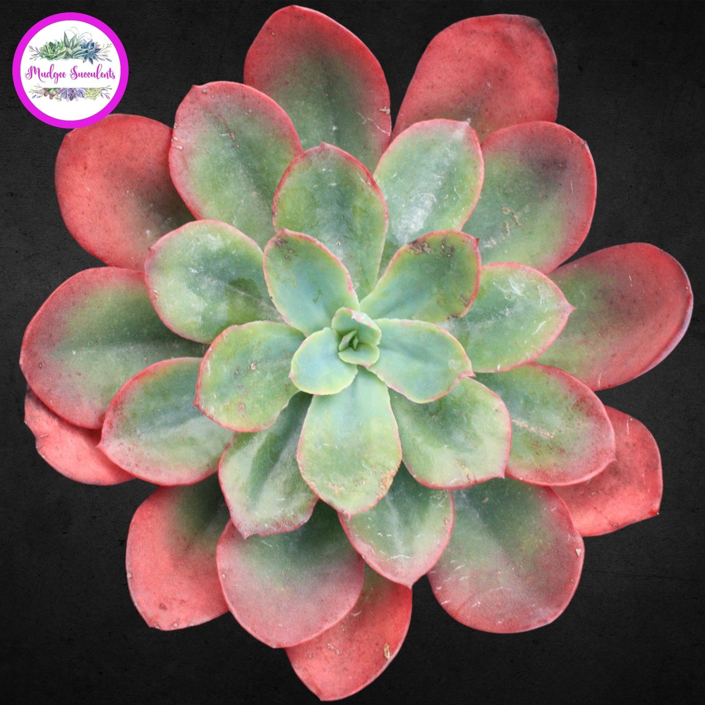 Succulent Plant - Echeveria 'Rainbow Sunset' - Mudgee Succulents Online Shop