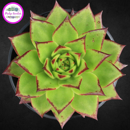 Succulent Plant - Echeveria agavoides 'Red Edge' - Mudgee Succulents Online Shop