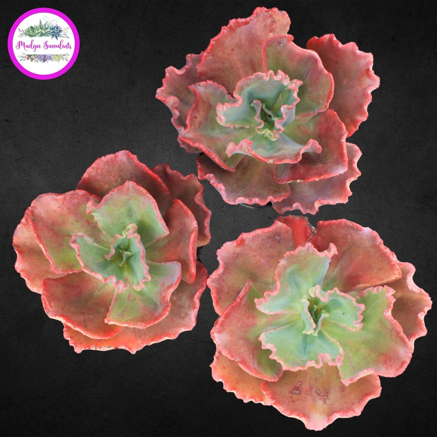 Succulent plant - Echeveria 'Red Sails' - Mudgee Succulents Online Shop
