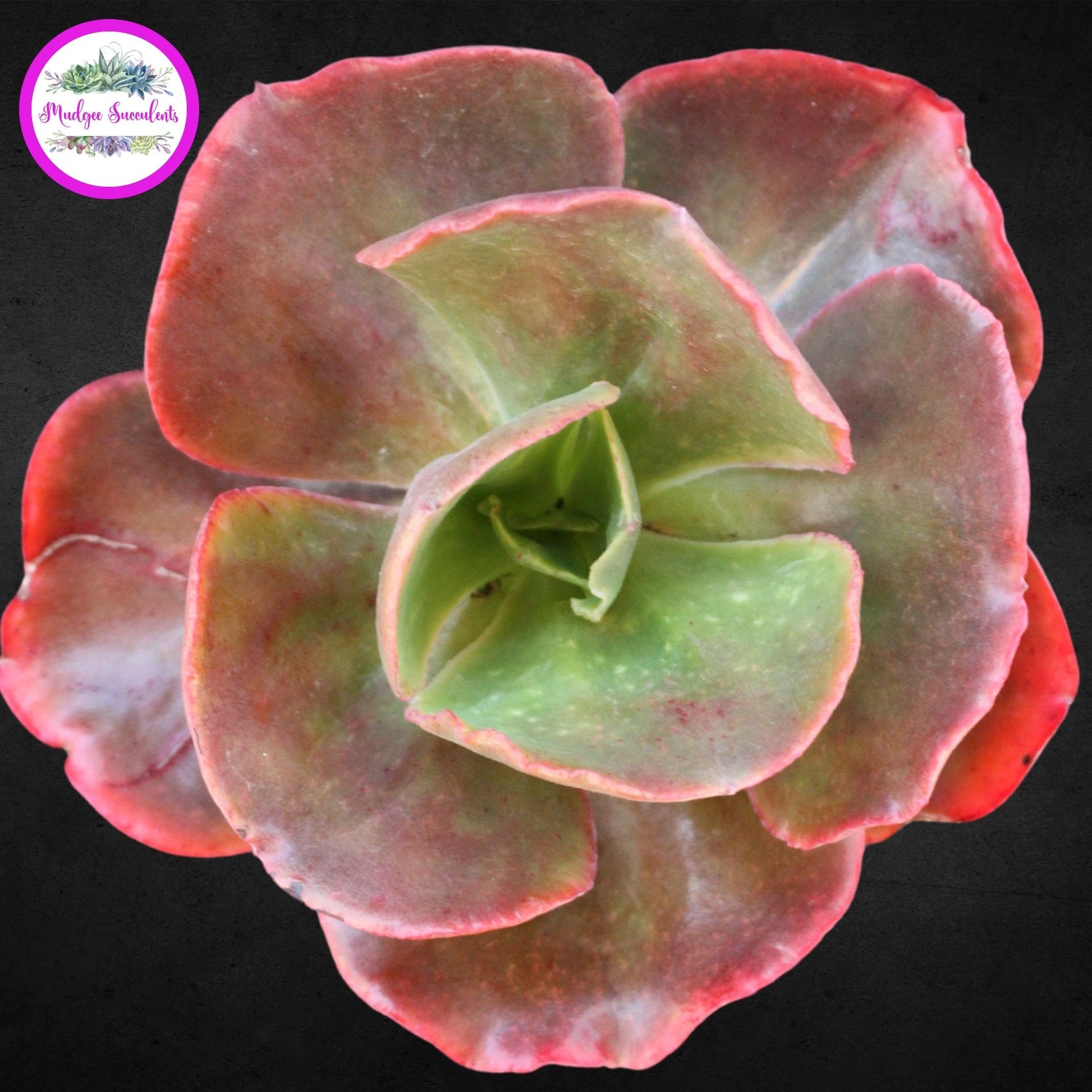 Succulent plant - Echeveria 'Red Sails' - Mudgee Succulents Online Shop