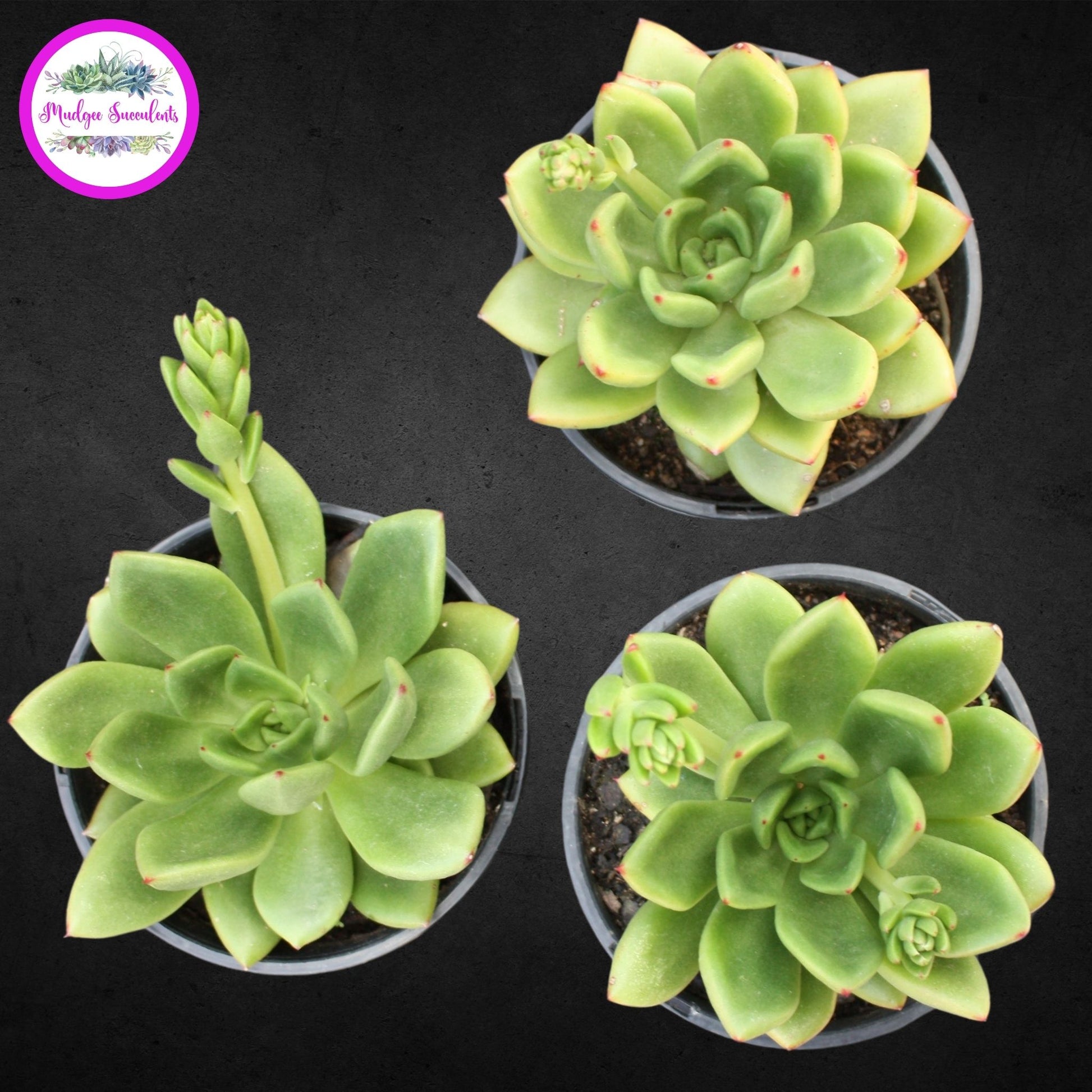 Echeveria ‘Red Top’ - Mudgee Succulents Online Shop