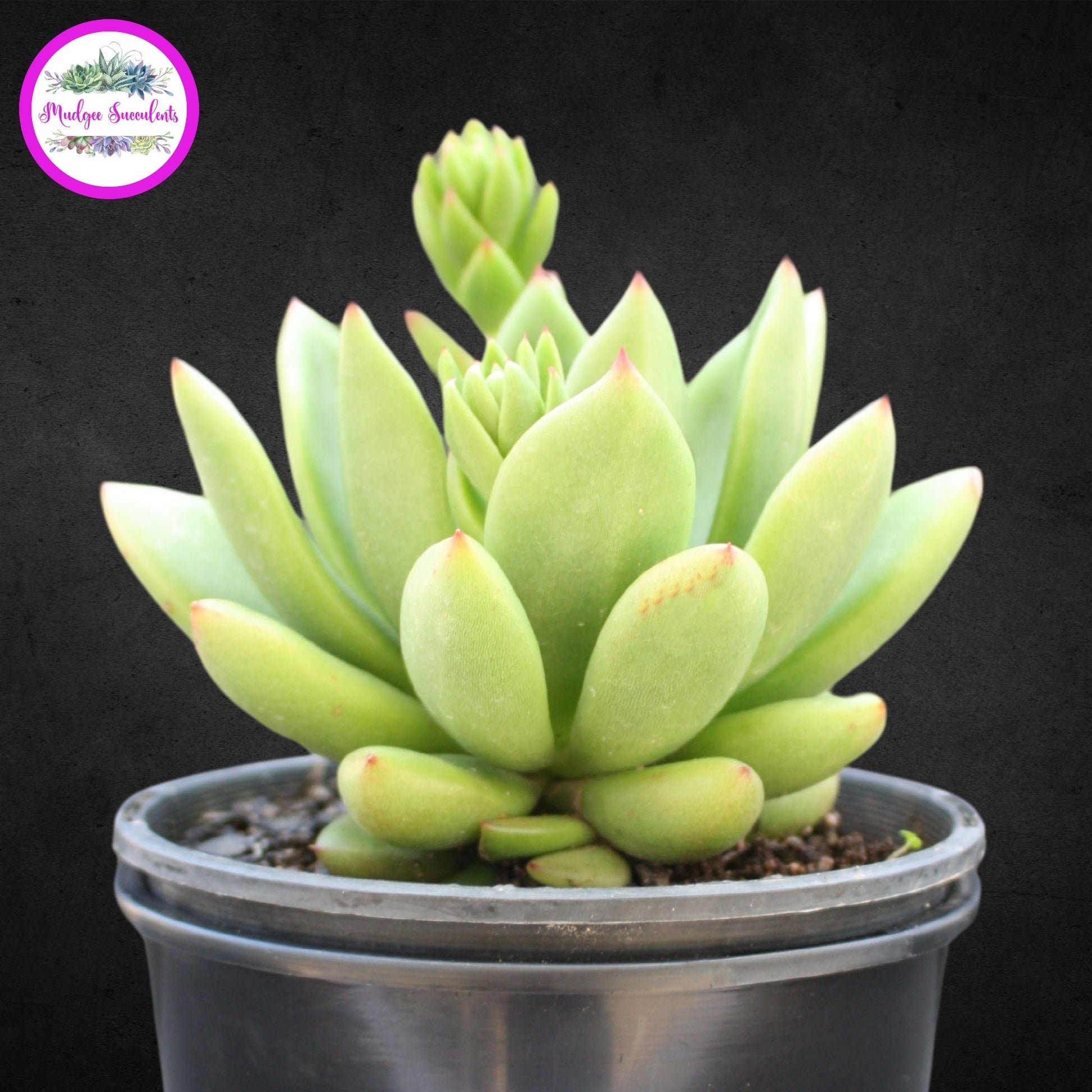Echeveria ‘Red Top’ - Mudgee Succulents Online Shop