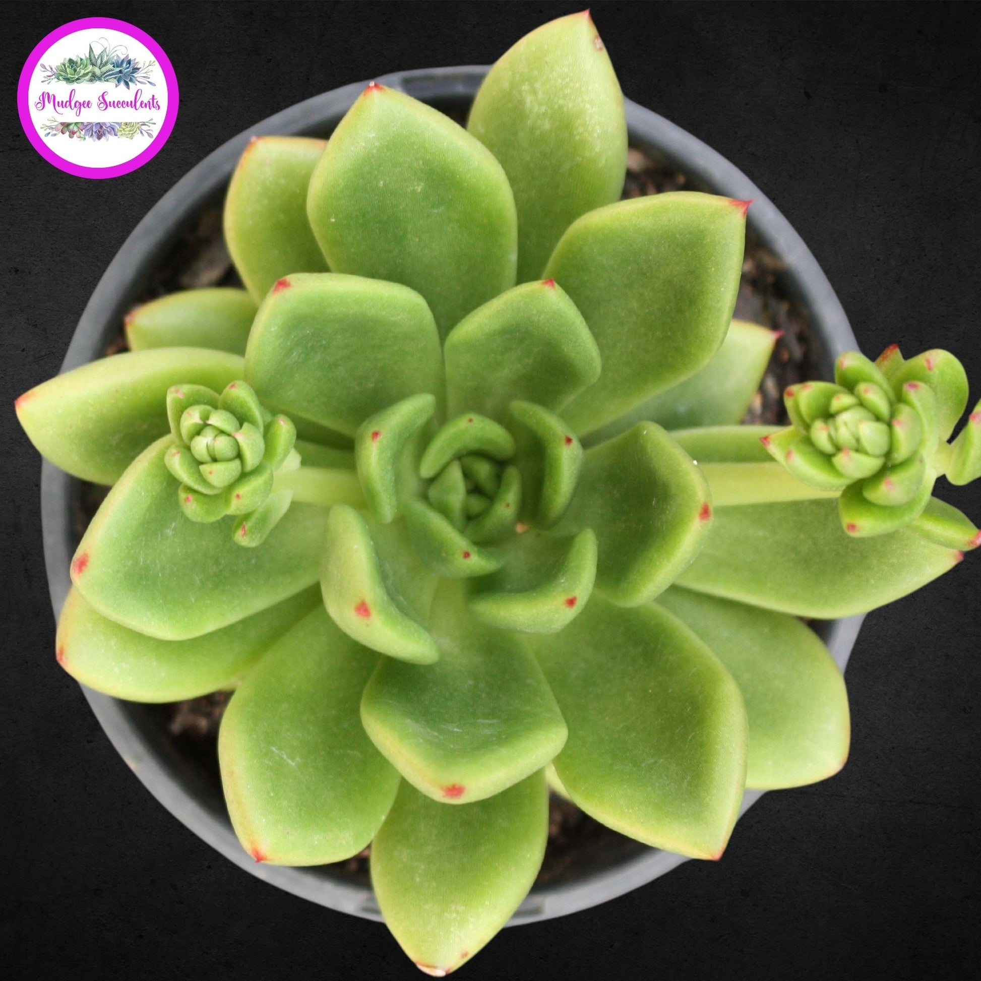 Echeveria ‘Red Top’ - Mudgee Succulents Online Shop