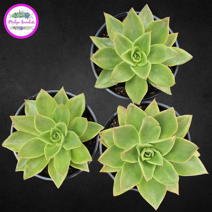 Succulent Plant - Echeveria 'Rubella' - Mudgee Succulents Online Shop