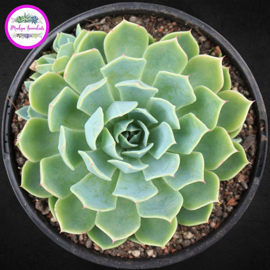 Succulent Plant - Echeveria secunda - Mudgee Succulents Online Shop
