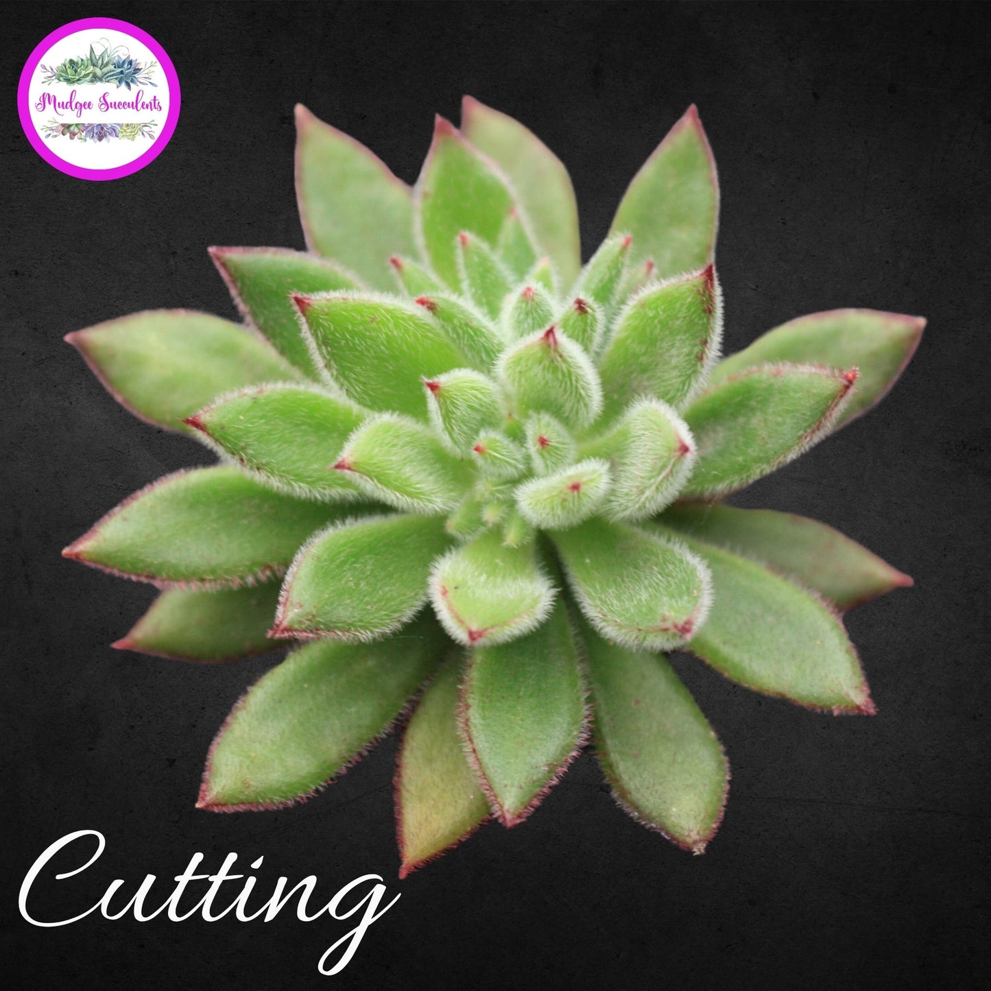 Succulent Cutting - Echeveria 'Set-Oliver' - Mudgee Succulents Online Shop