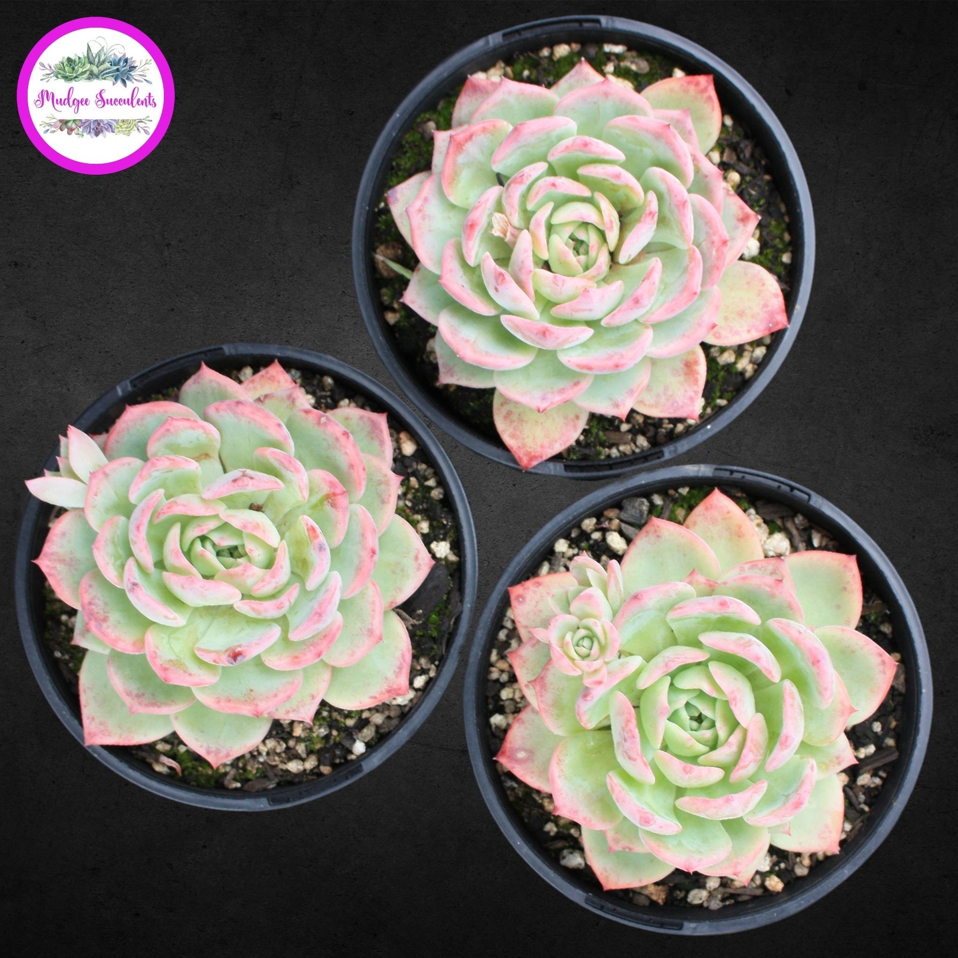 green succulent with pink tips Echeveria 'Tippy' | Mudgee Succulents