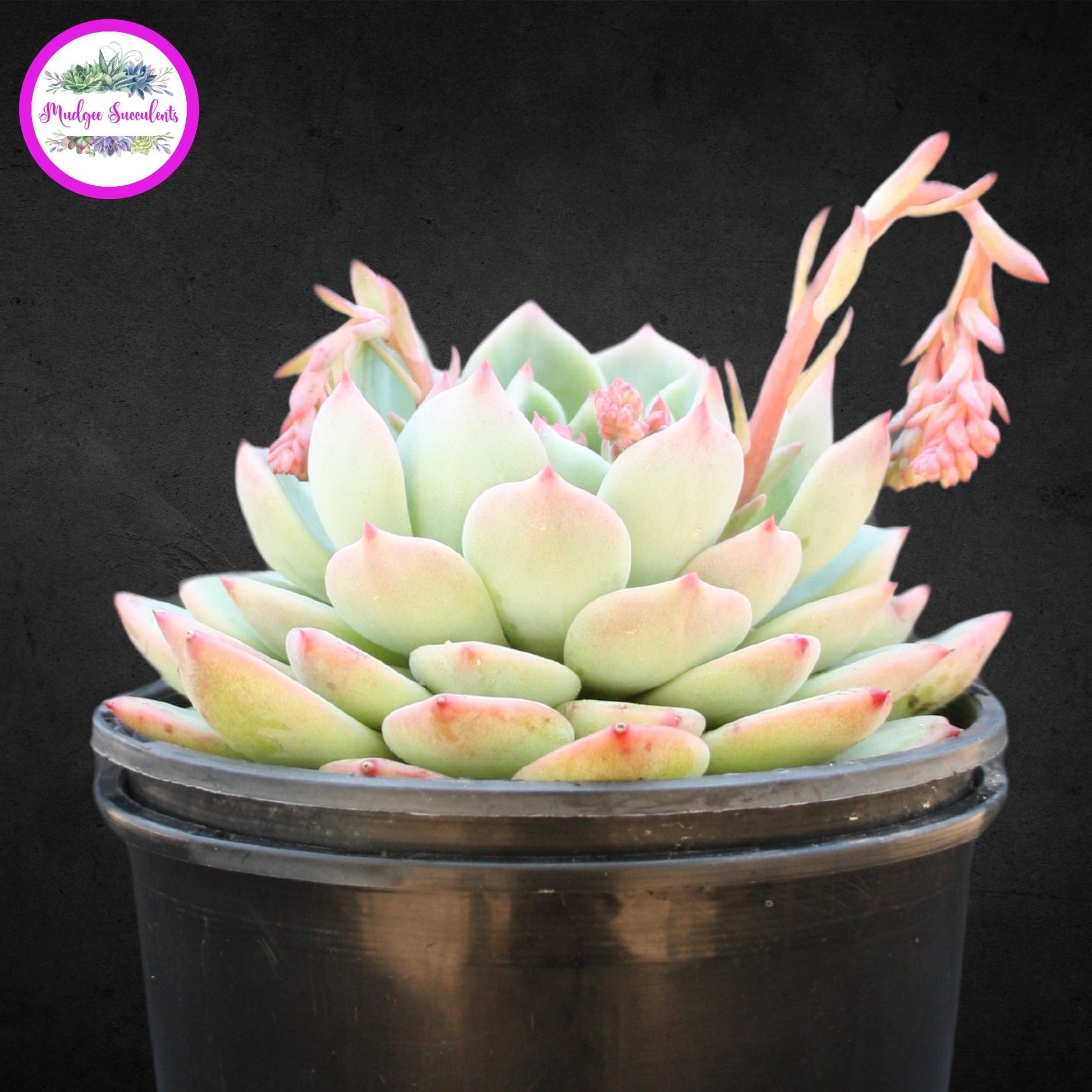 tippy succulent Echeveria 'Tippy' | Mudgee Succulents