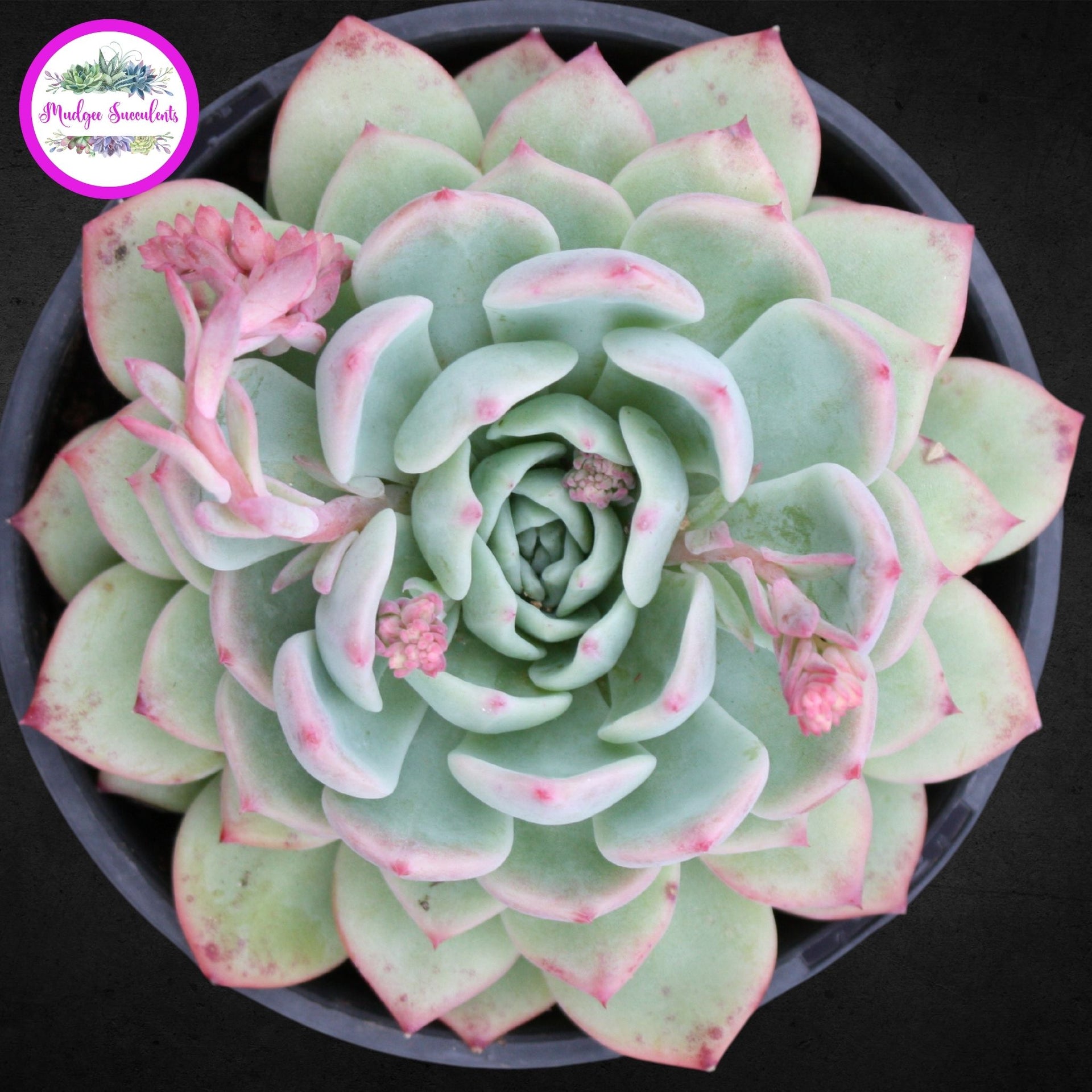 tippy pink succulent Echeveria 'Tippy' | Mudgee Succulents