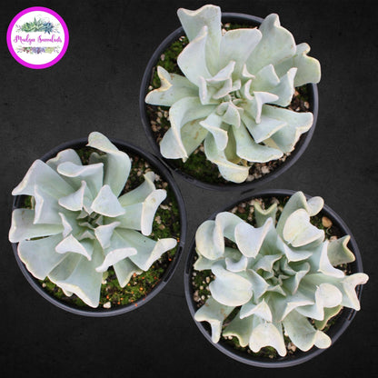 Succulent Plant - Echeveria 'Topsy Turvy' - Mudgee Succulents Online Shop