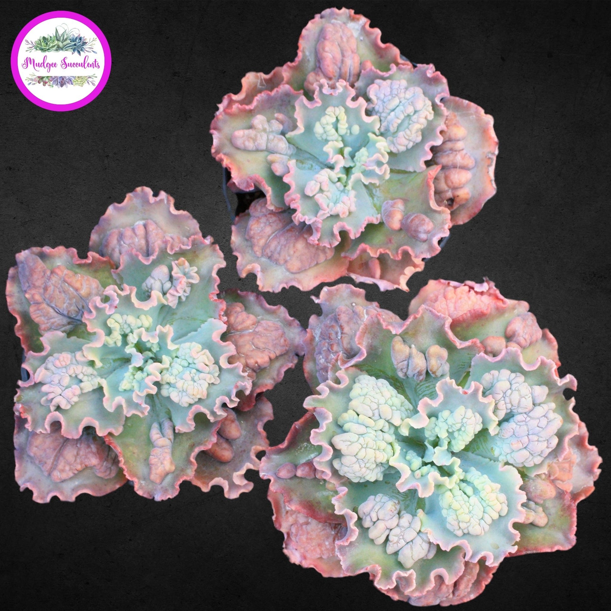 Succulent Plant - Echeveria 'Verrugas' - Mudgee Succulents Online Shop