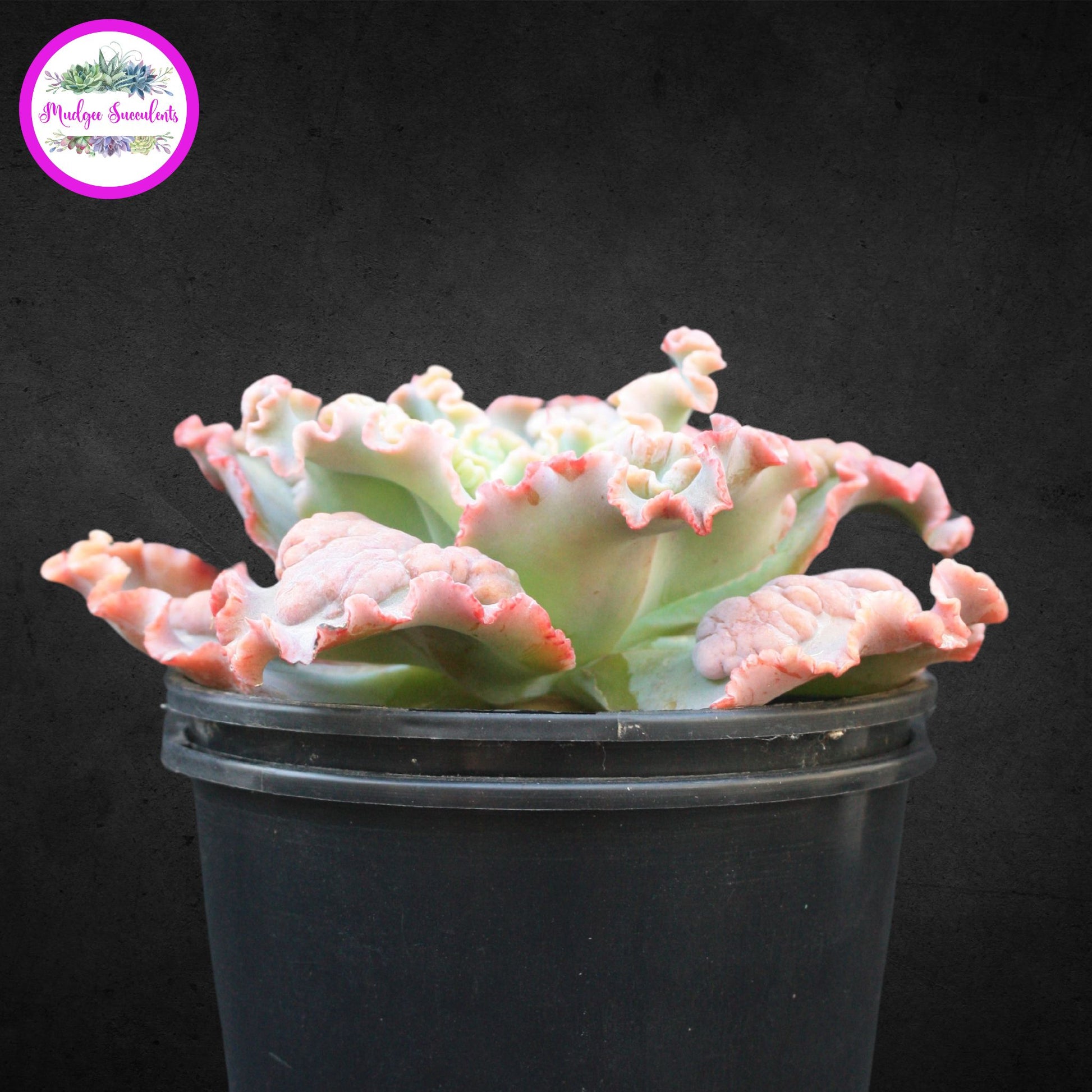Succulent Plant - Echeveria 'Verrugas' - Mudgee Succulents Online Shop