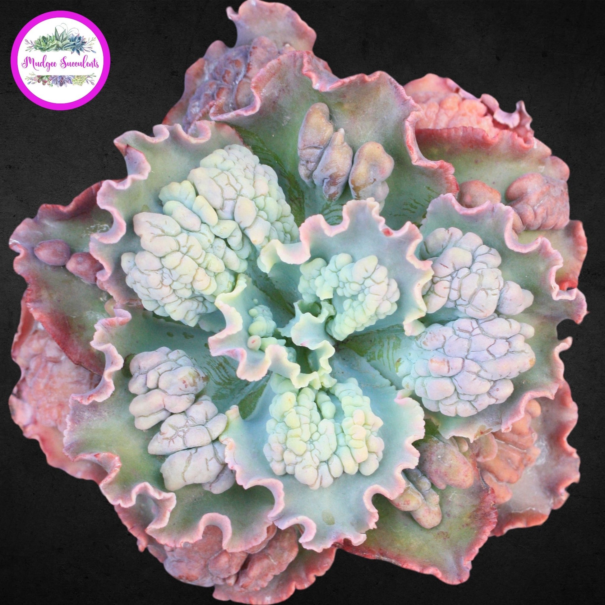Succulent Plant - Echeveria 'Verrugas' - Mudgee Succulents Online Shop