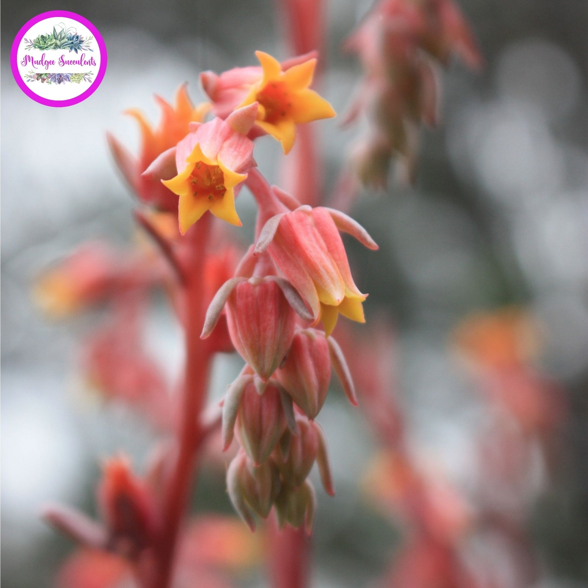 violet queen succulent flower Echeveria 'Violet Queen'