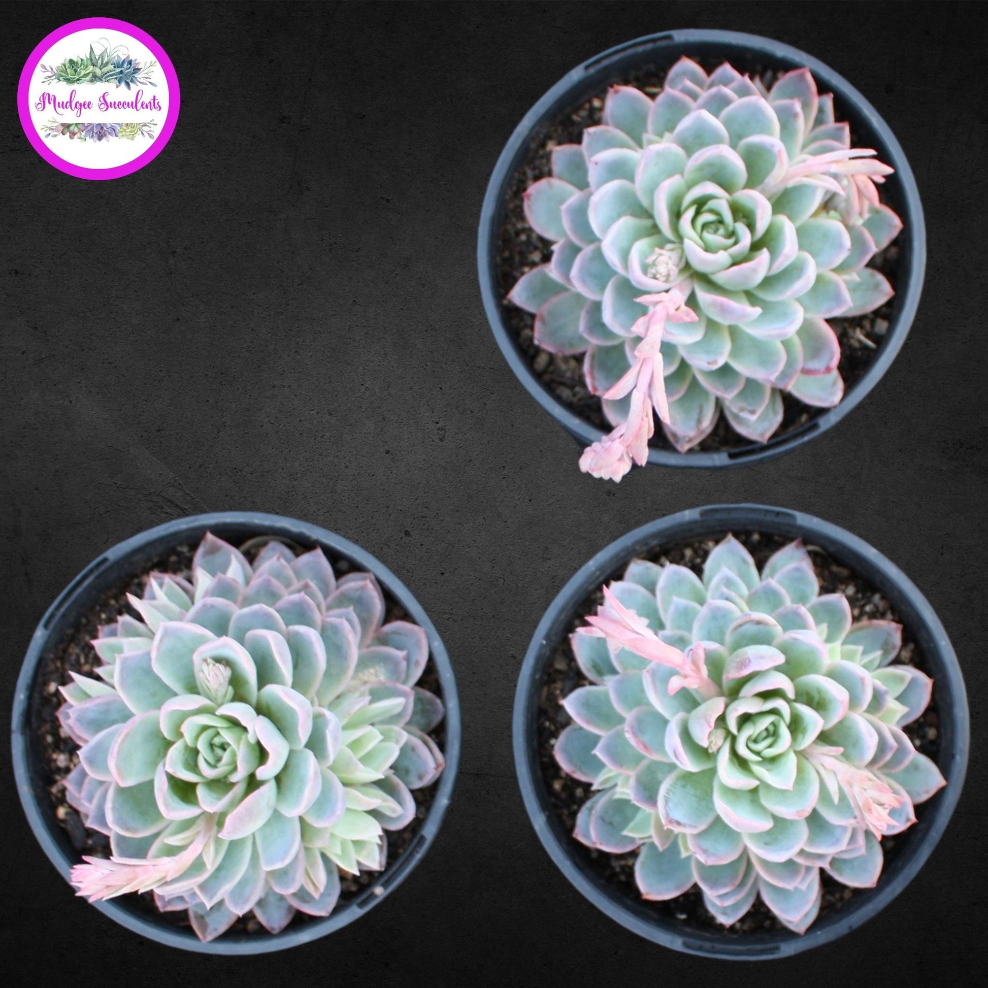Succulent Plant - Echeveria 'Violet Queen' - Mudgee Succulents Online Shop