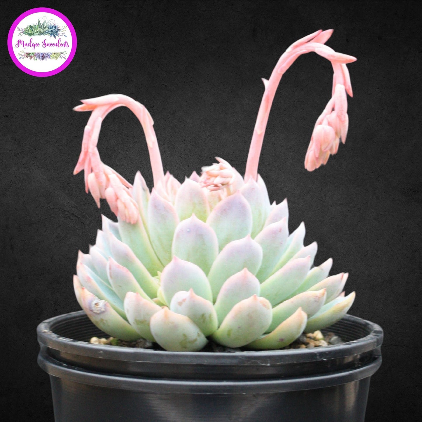 Echeveria 'Violet Queen'
