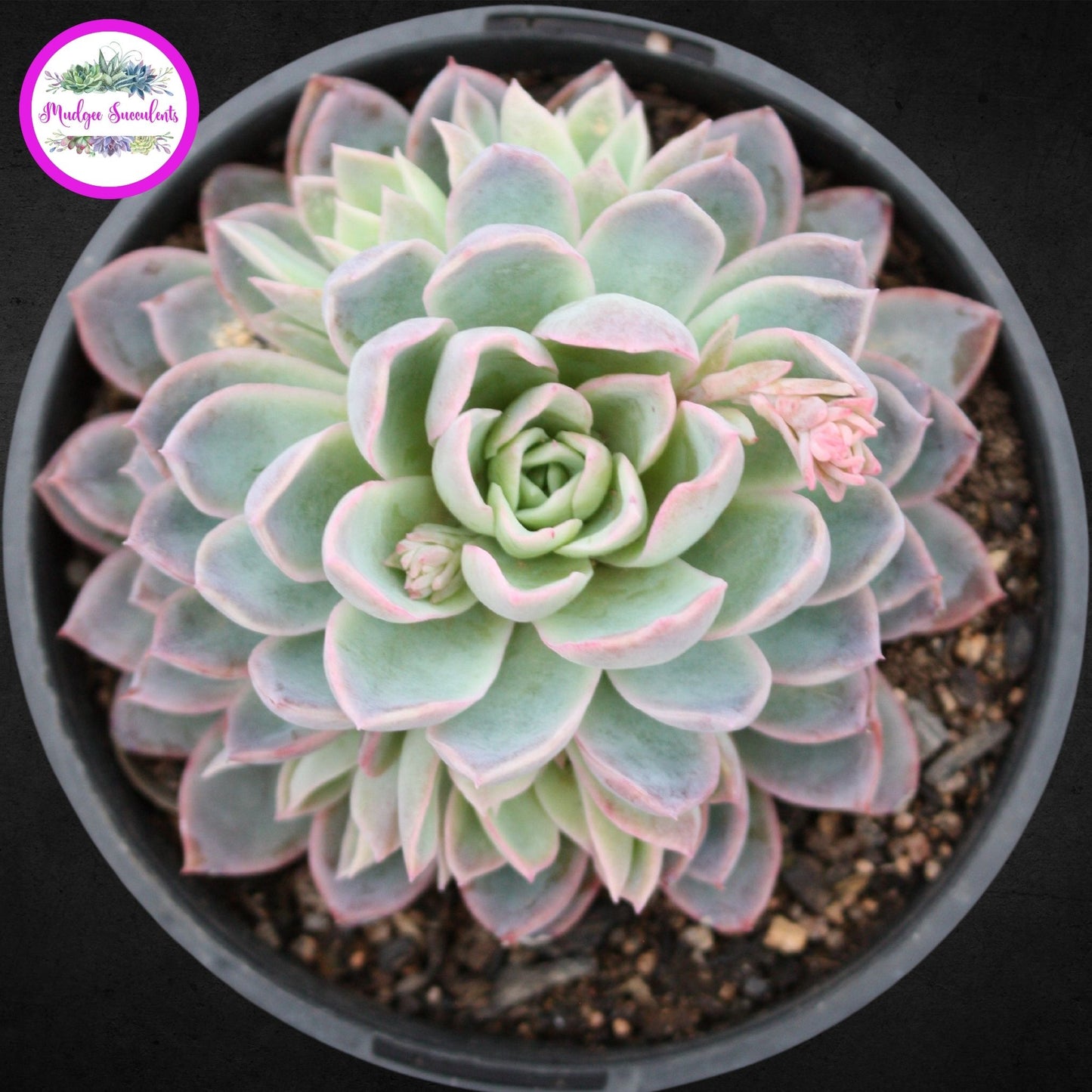 Echeveria 'Violet Queen'