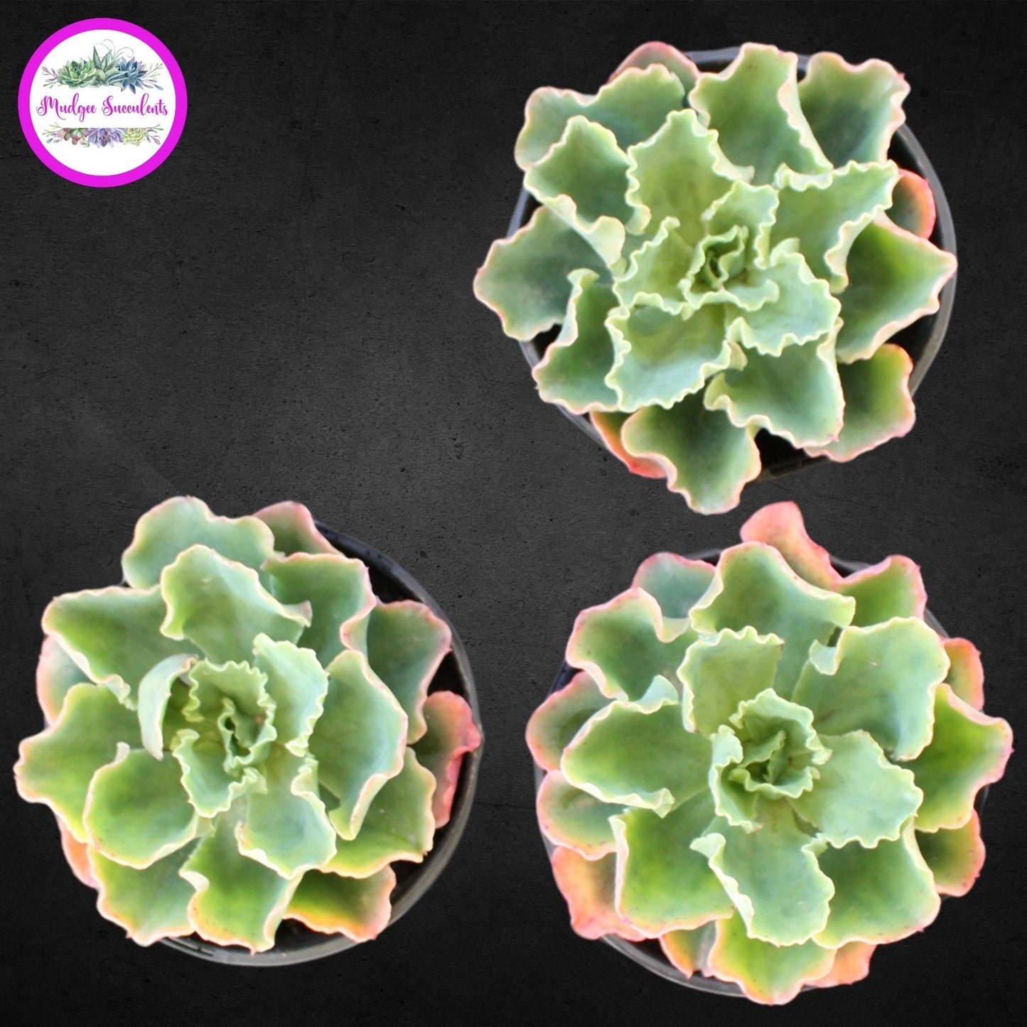 Succulent Plant - Echeveria 'Zipper' - Mudgee Succulents Online Shop