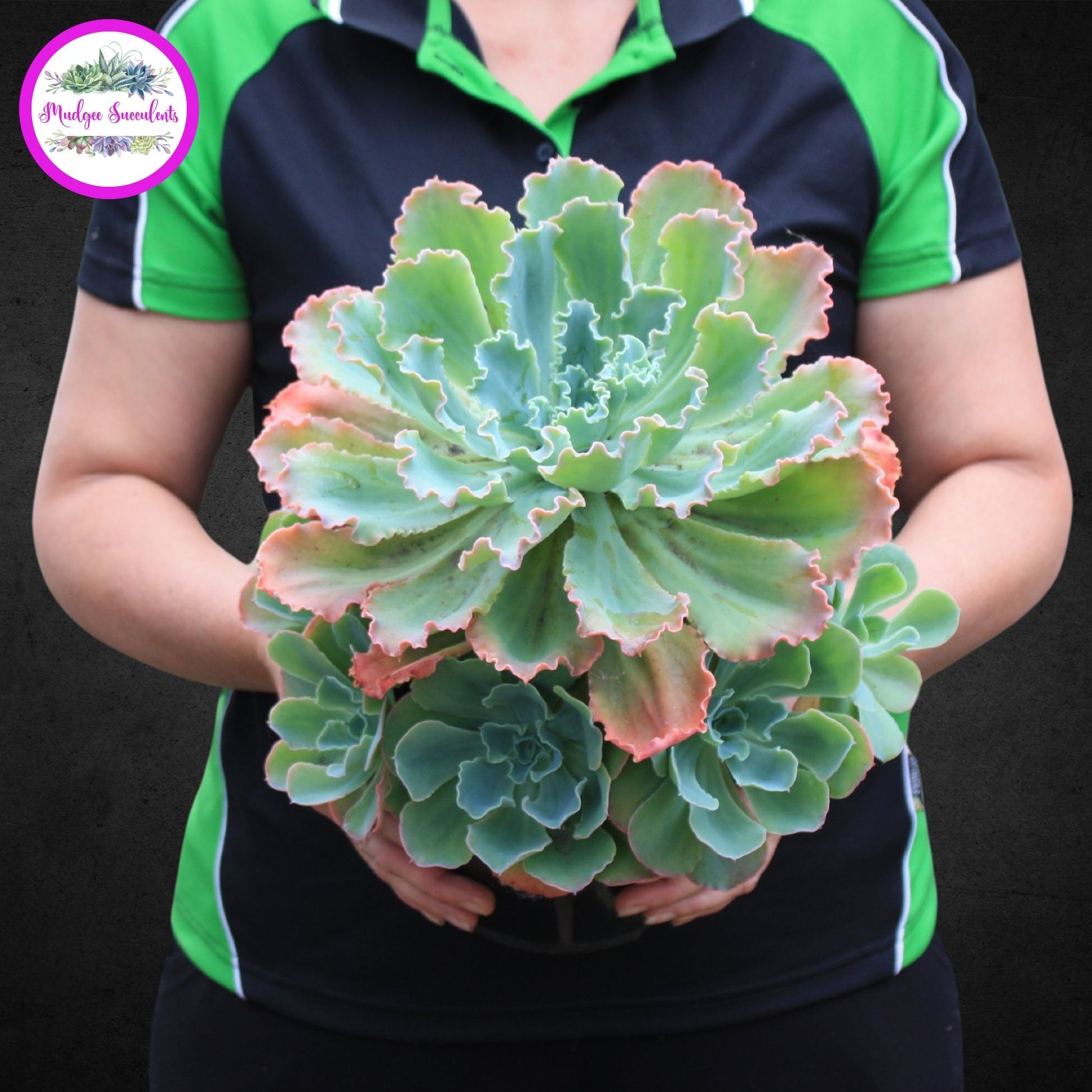 Succulent Plant - Echeveria 'Zipper' - Mudgee Succulents Online Shop