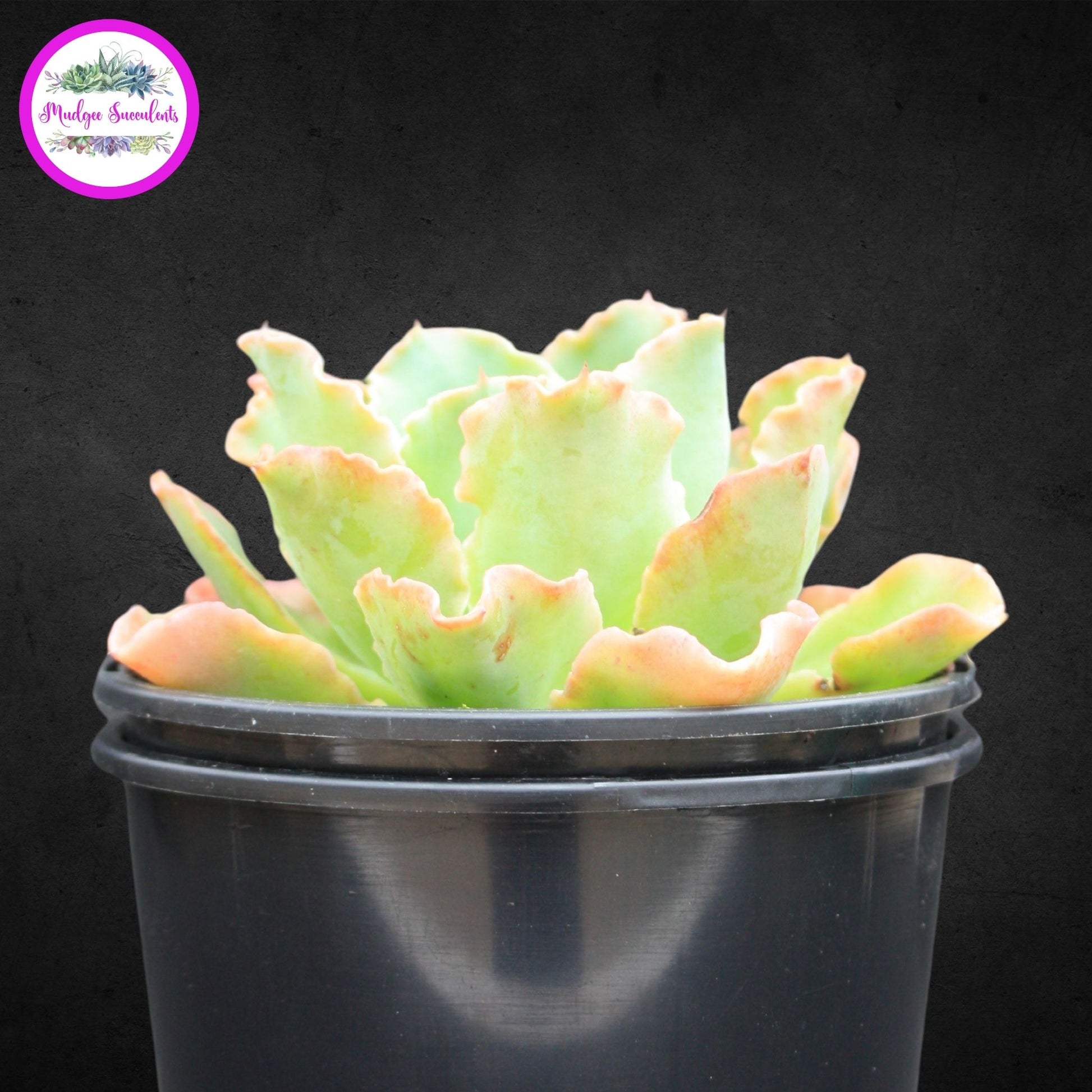 Succulent Plant - Echeveria 'Zipper' - Mudgee Succulents Online Shop