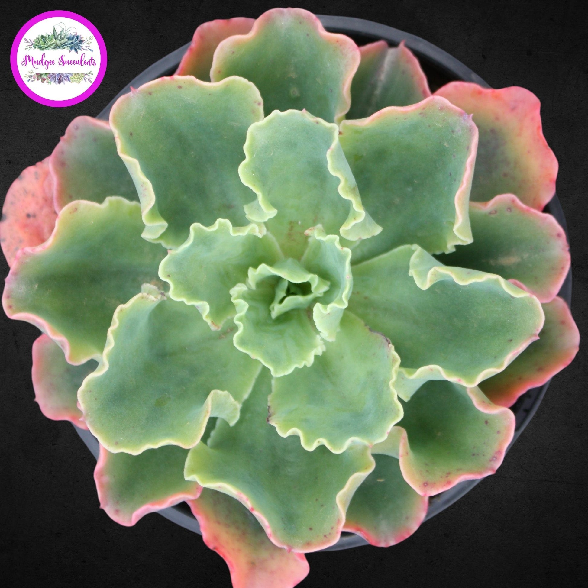 Succulent Plant - Echeveria 'Zipper' - Mudgee Succulents Online Shop