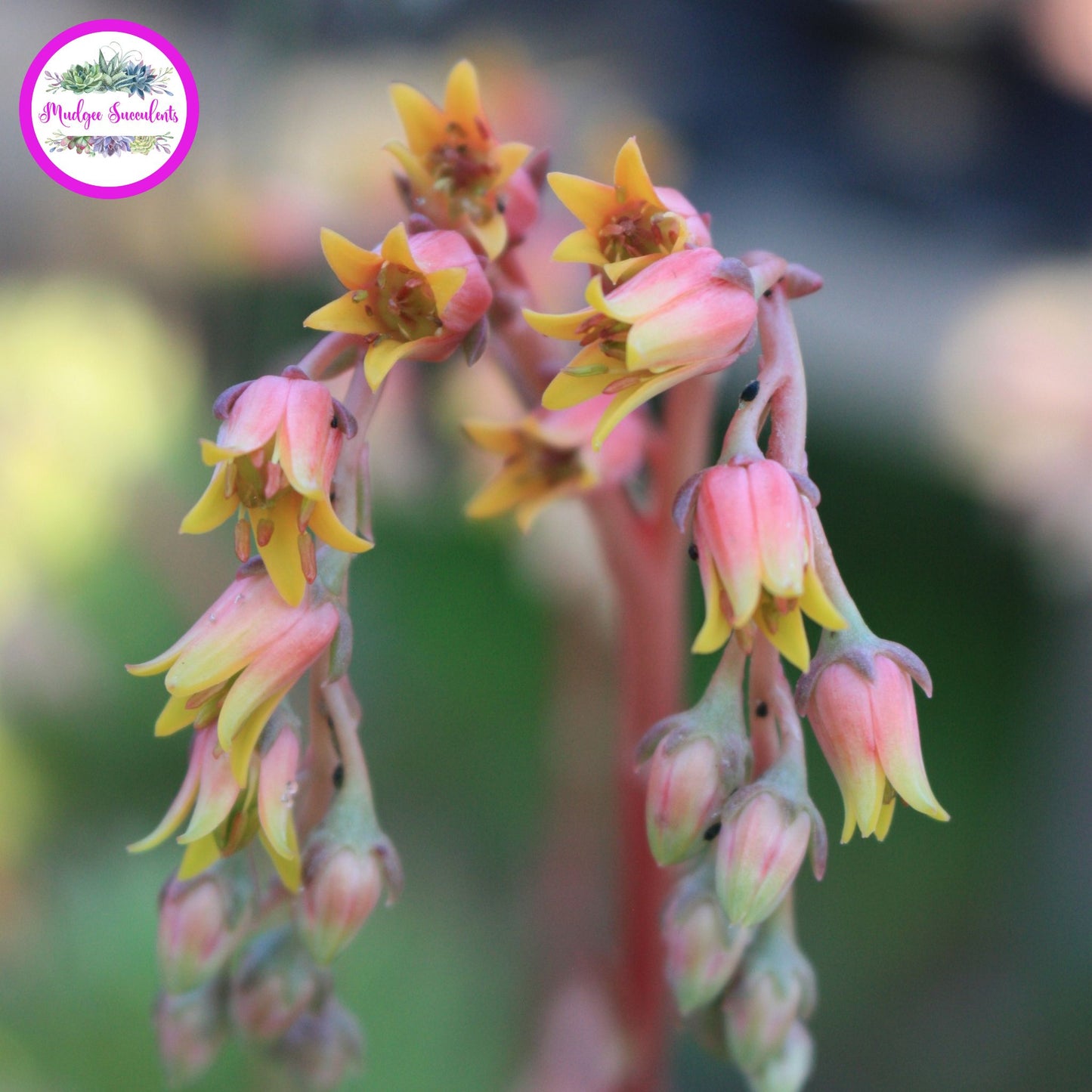 Echeveria agavoides 'Lemaire' Flowers - Mudgee Succulents Online Shop