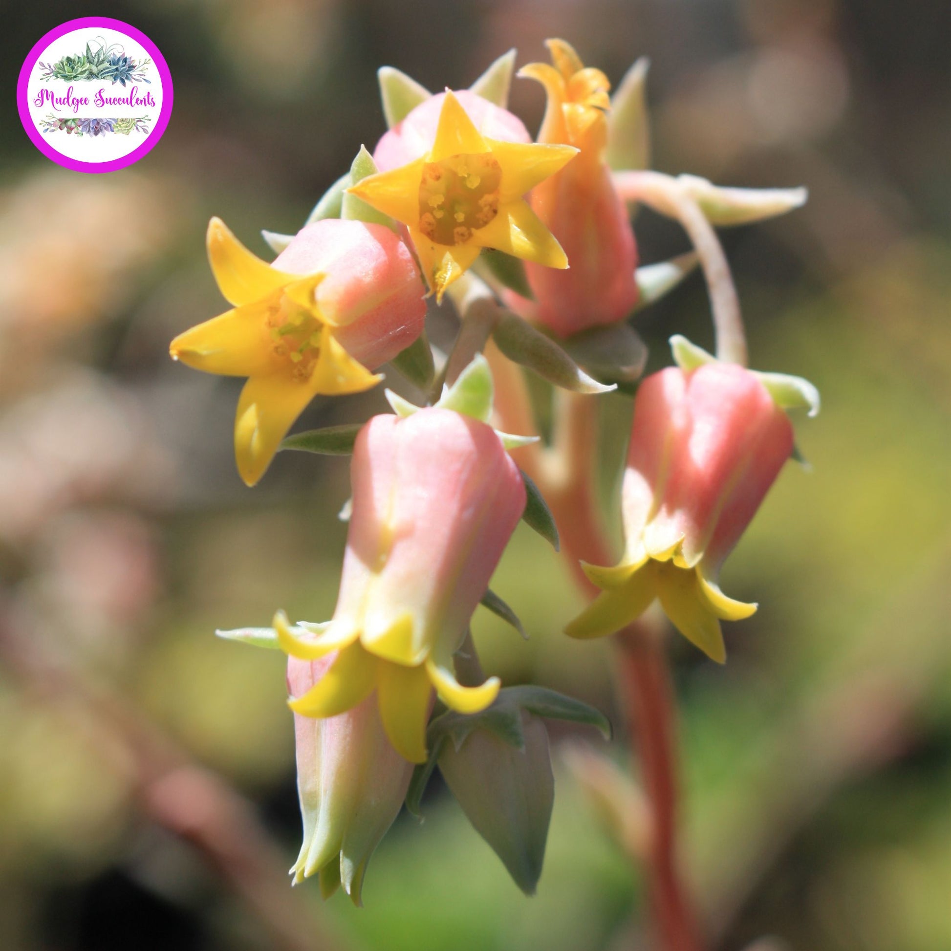 Succulent Flowers - Echeveria elegans Potosina - Mudgee Succulents Online Shop