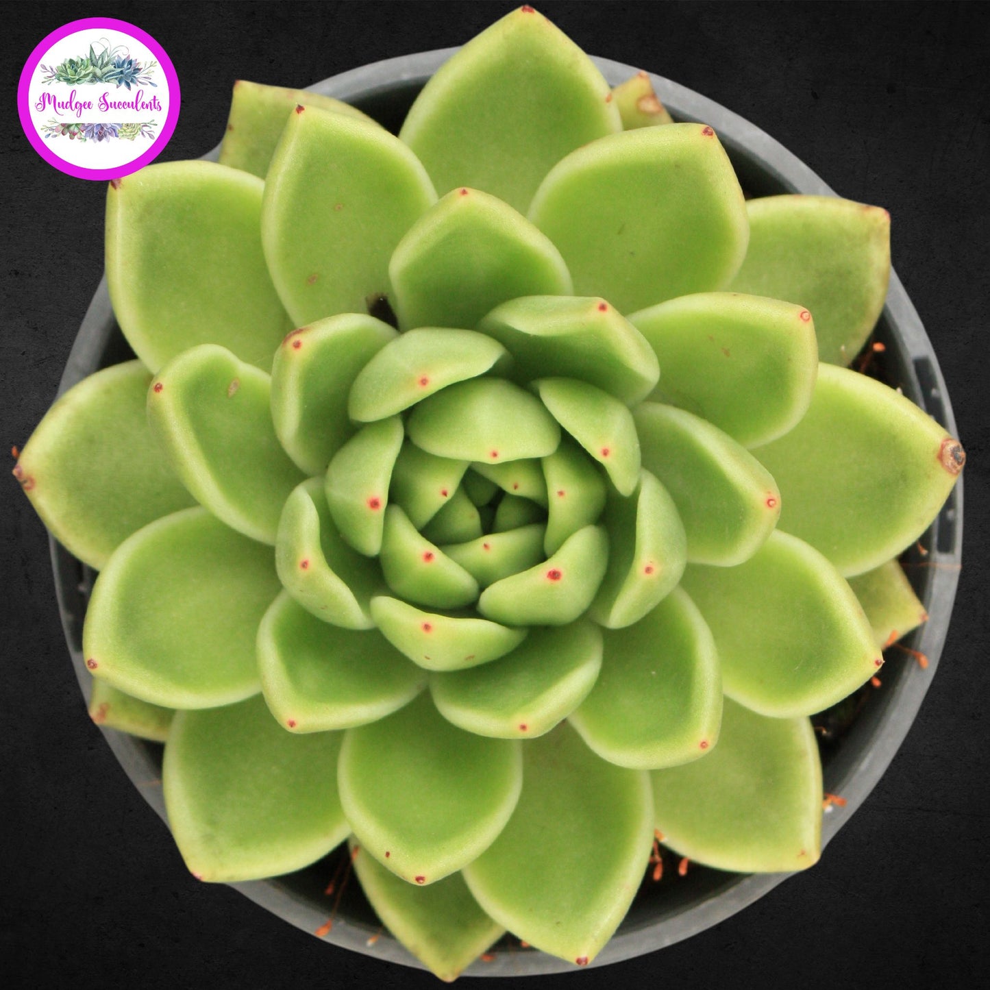 Echeveria agavoides 'Lemaire' - Mudgee Succulents Online Shop