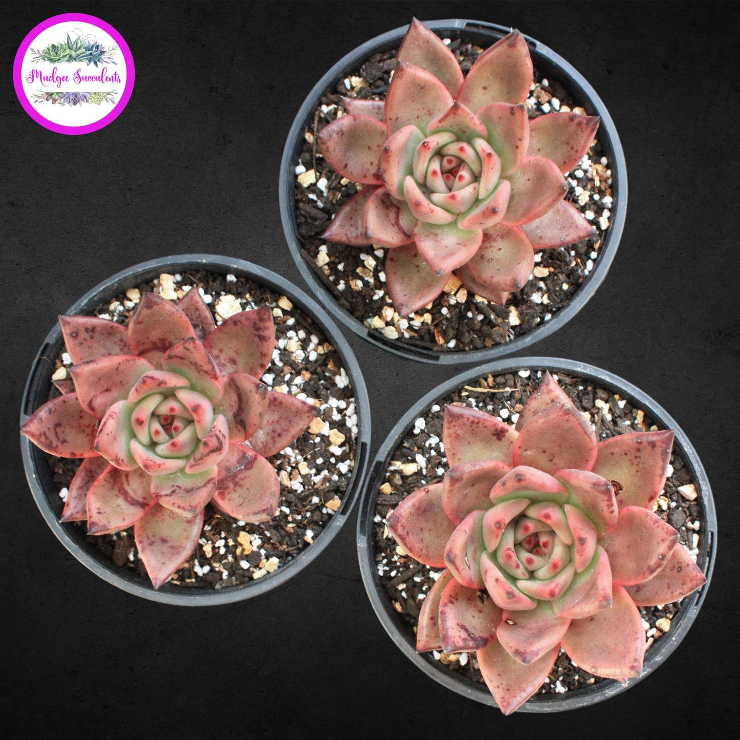 Echeveria agavoides 'Romeo' - Mudgee Succulents Online Shop