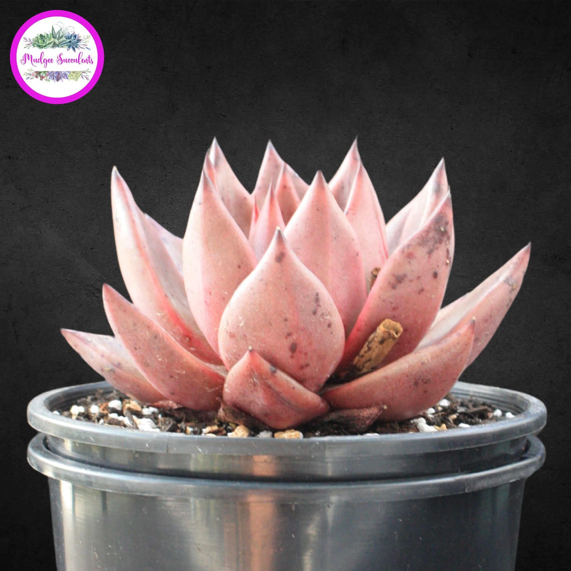 Echeveria agavoides 'Romeo' - Mudgee Succulents Online Shop