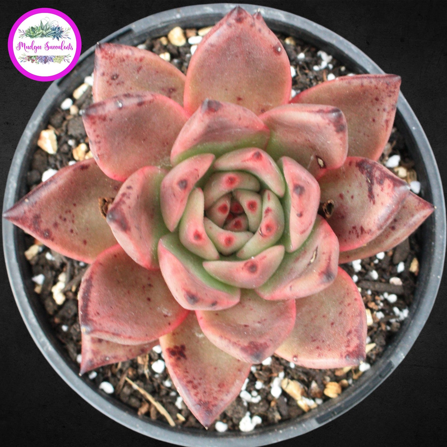 Echeveria agavoides 'Romeo' - Mudgee Succulents Online Shop