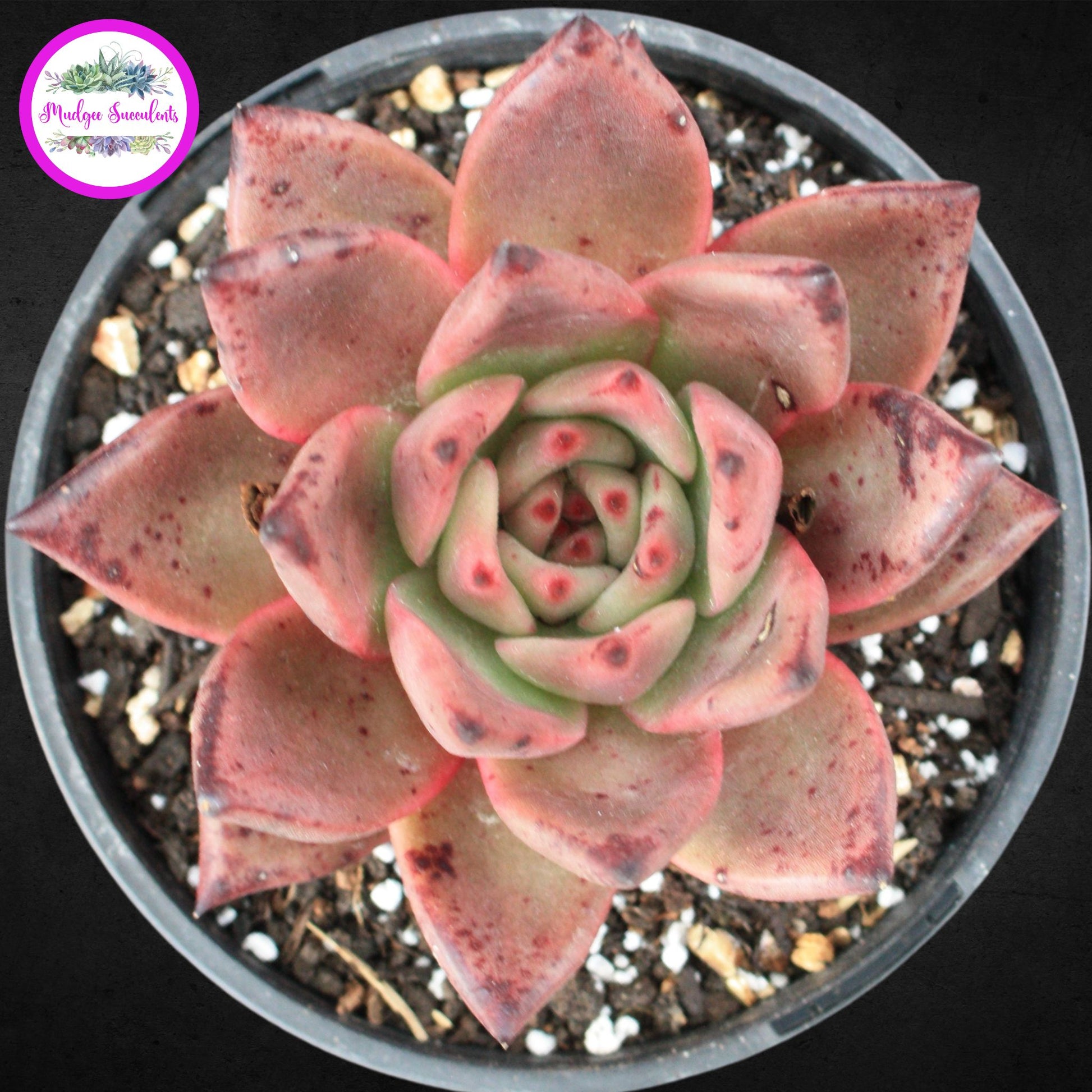 Echeveria agavoides 'Romeo' - Mudgee Succulents Online Shop