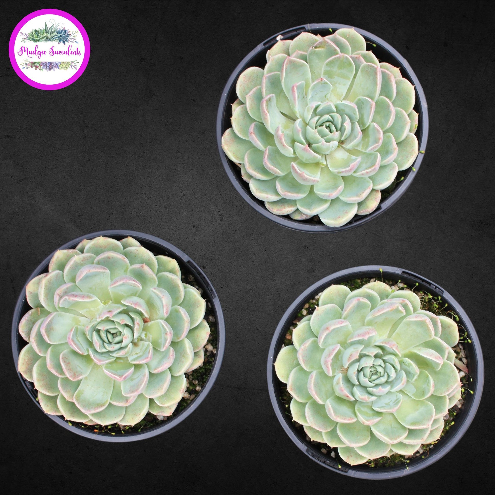 Succulent Plant - Echeveria elegans Potosina - Mudgee Succulents Online Shop