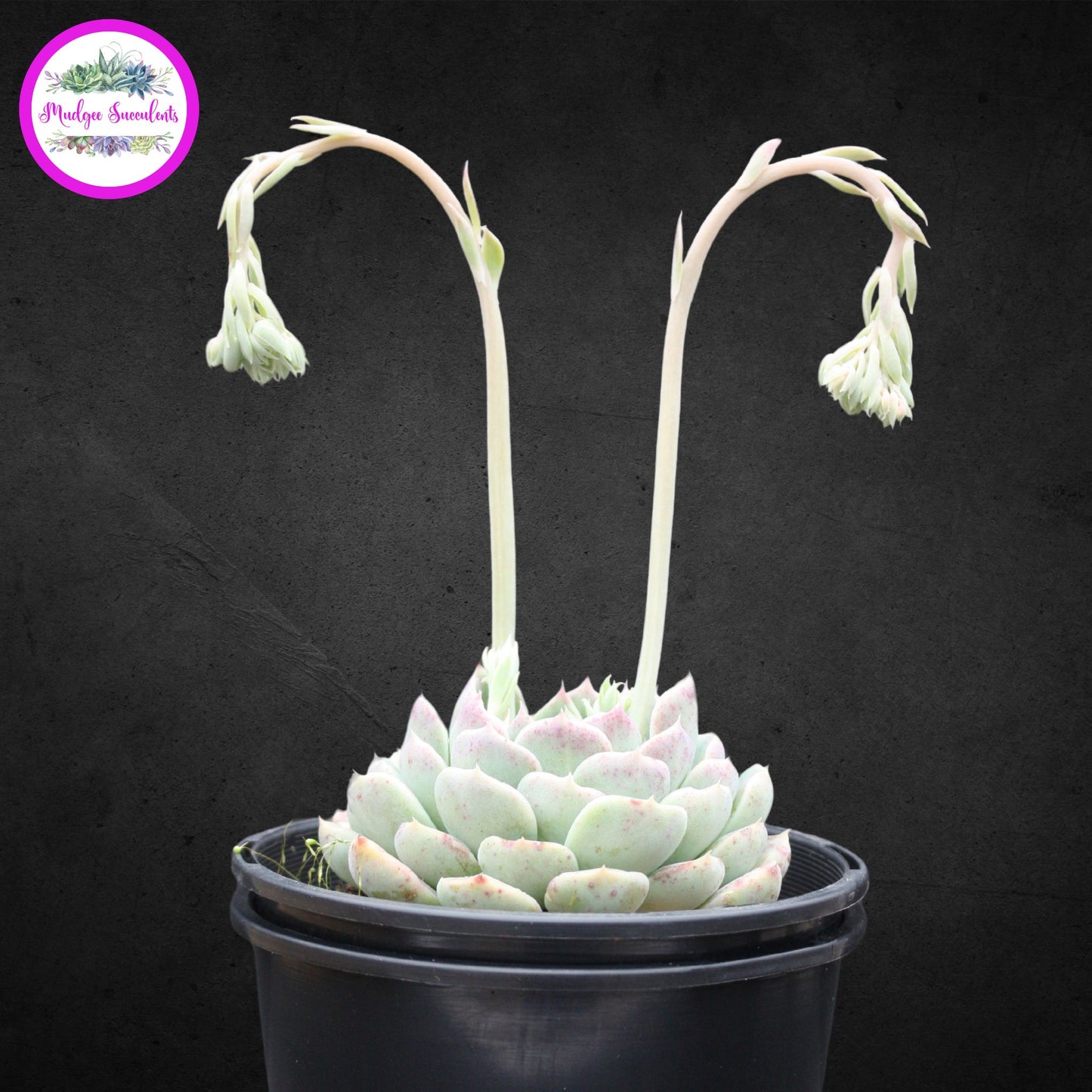 Succulent Plant - Echeveria elegans Potosina - Mudgee Succulents Online Shop