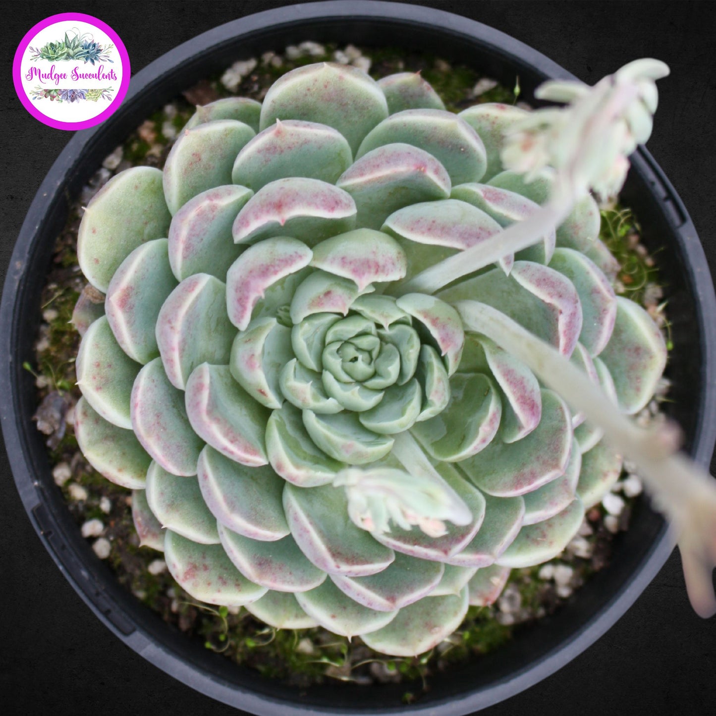 Succulent Plant - Echeveria elegans Potosina - Mudgee Succulents Online Shop