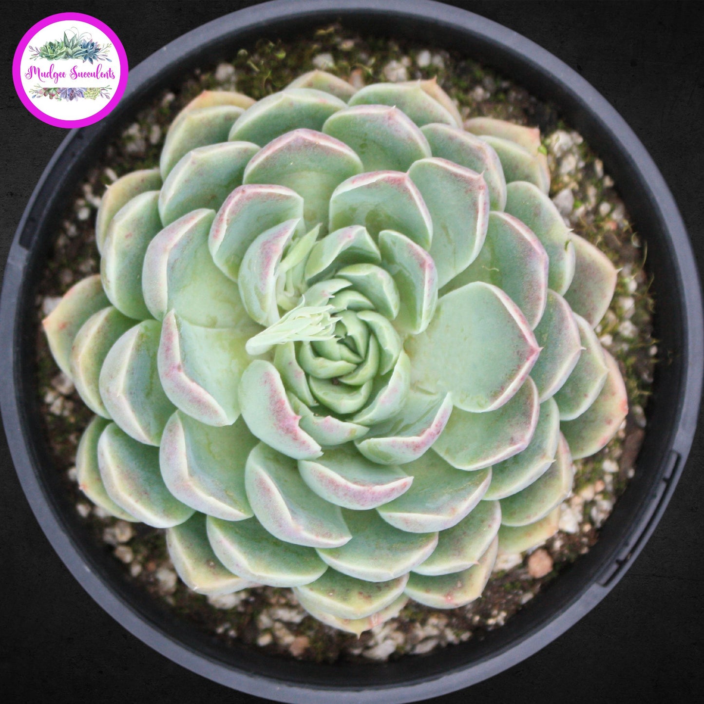 Succulent Plant - Echeveria elegans Potosina - Mudgee Succulents Online Shop