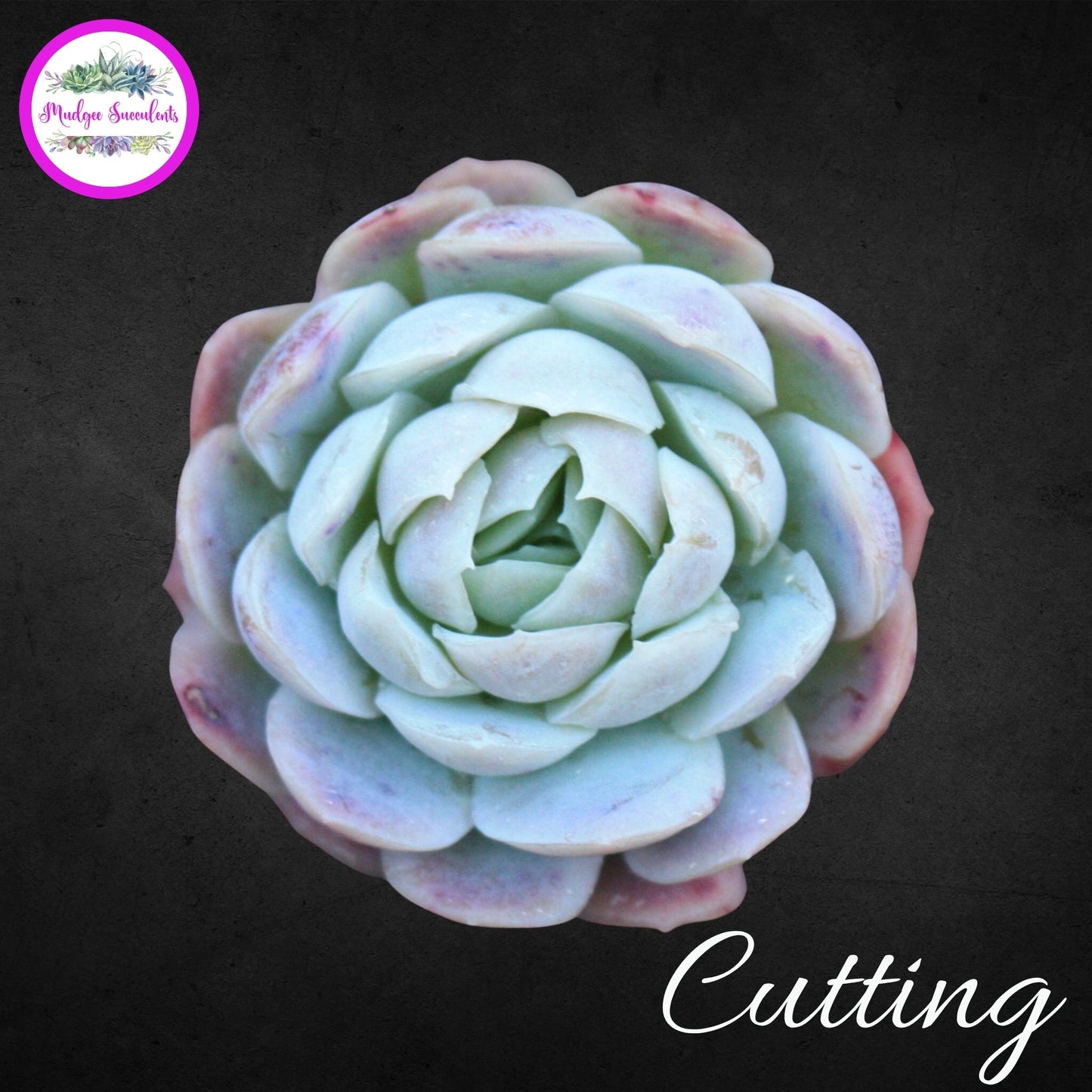 Echeveria elegans cutting - Mudgee Succulents Online Shop