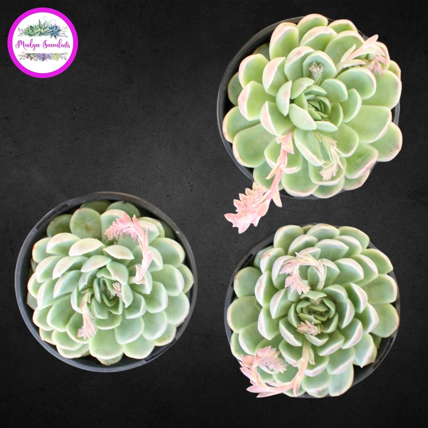 Succulent Plant - Echeveria elegans - Mudgee Succulents Online Shop